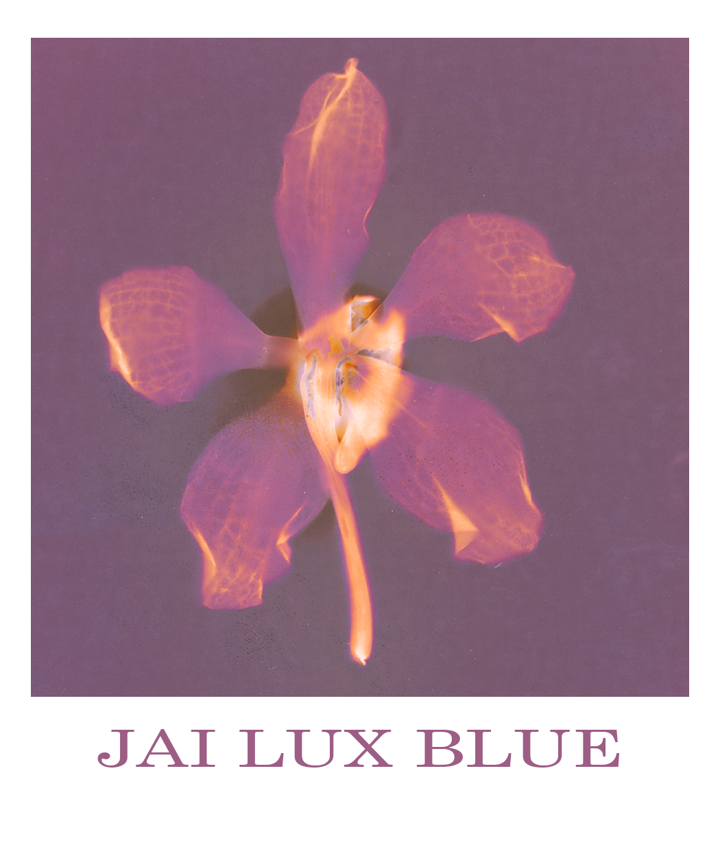 A stylized, lumen print of an orchid with semi-transparent petals in shades of orange and purple, set against a muted purple background. The text at the bottom reads "JAI LUX BLUE".