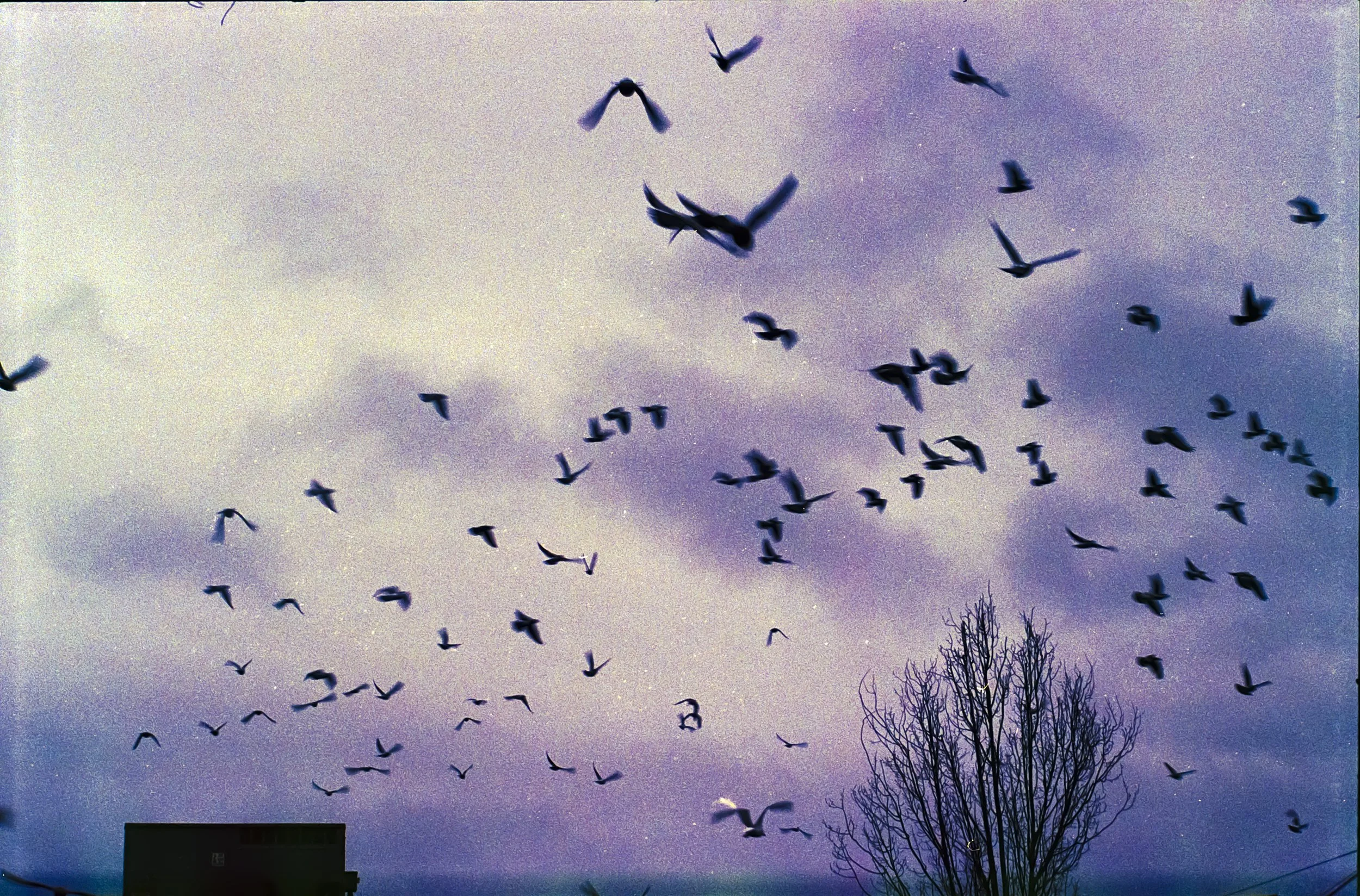 Birds flying in a cloudy sky near a leafless tree and building.