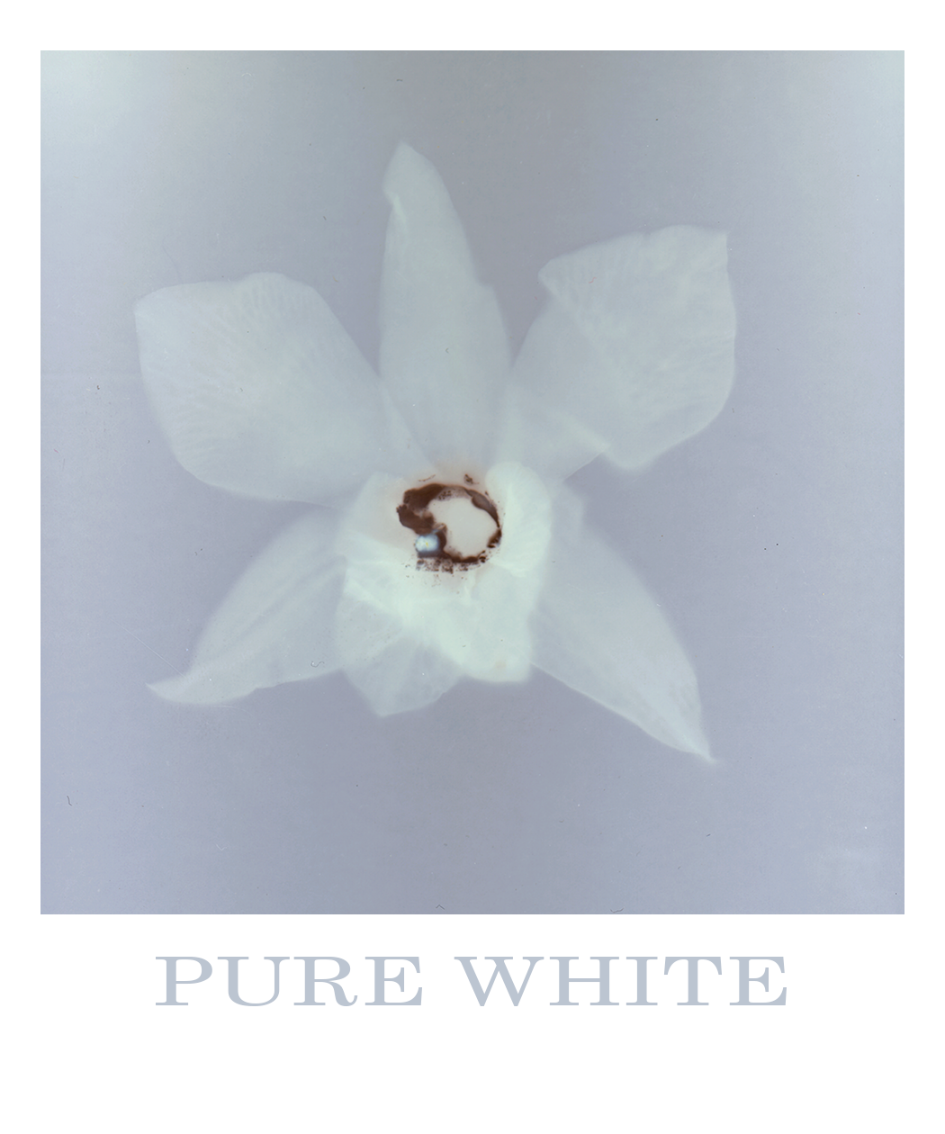 A stylized, lumen print of an orchid with semi-transparent petals in shades of white and blue/grey, set against a muted blue/grey background. The text at the bottom reads "PURE WHITE".