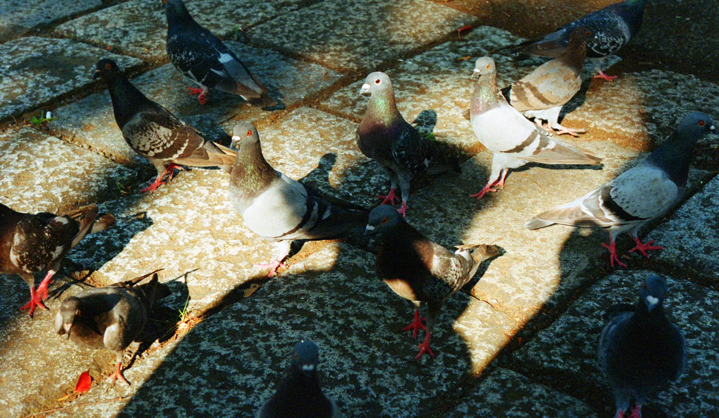 Multiple pigeons standing on a stone pavement, some walking and some resting, with sunlight casting shadows.