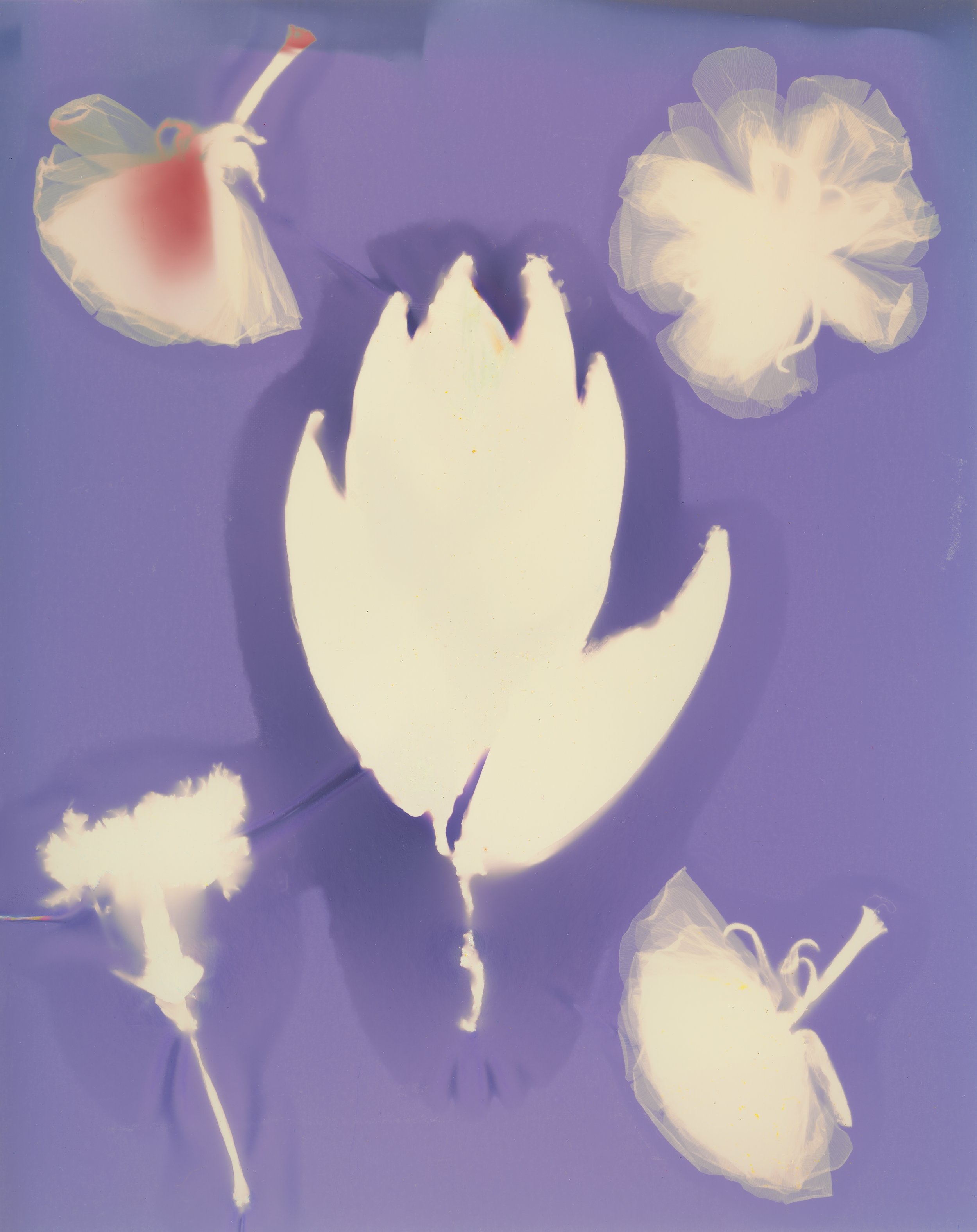Silhouettes of three jellyfish against a purple background, with light glowing through their translucent bodies.
