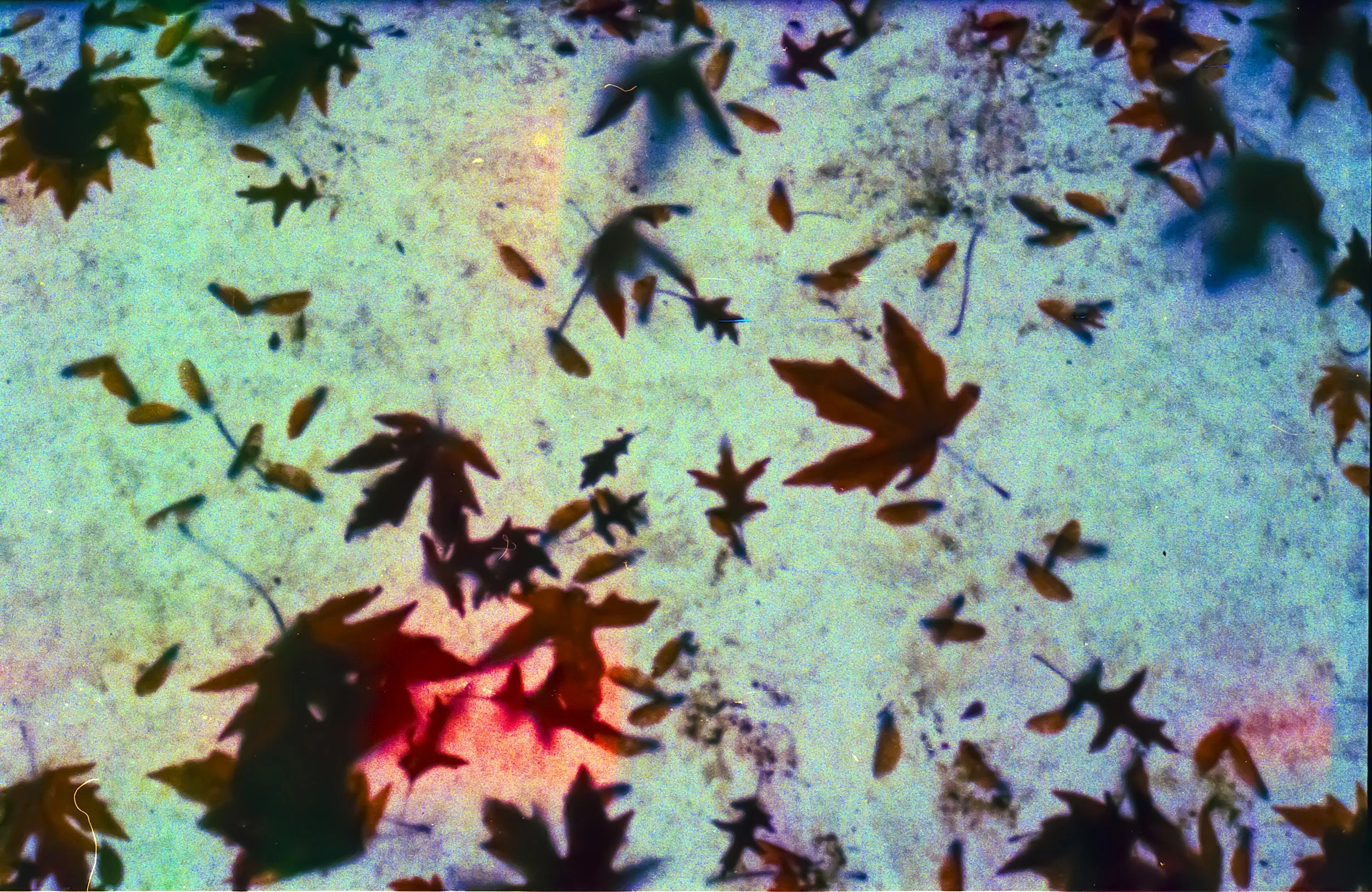 Colorful leaves resting on the glass ceiling of a bus stop