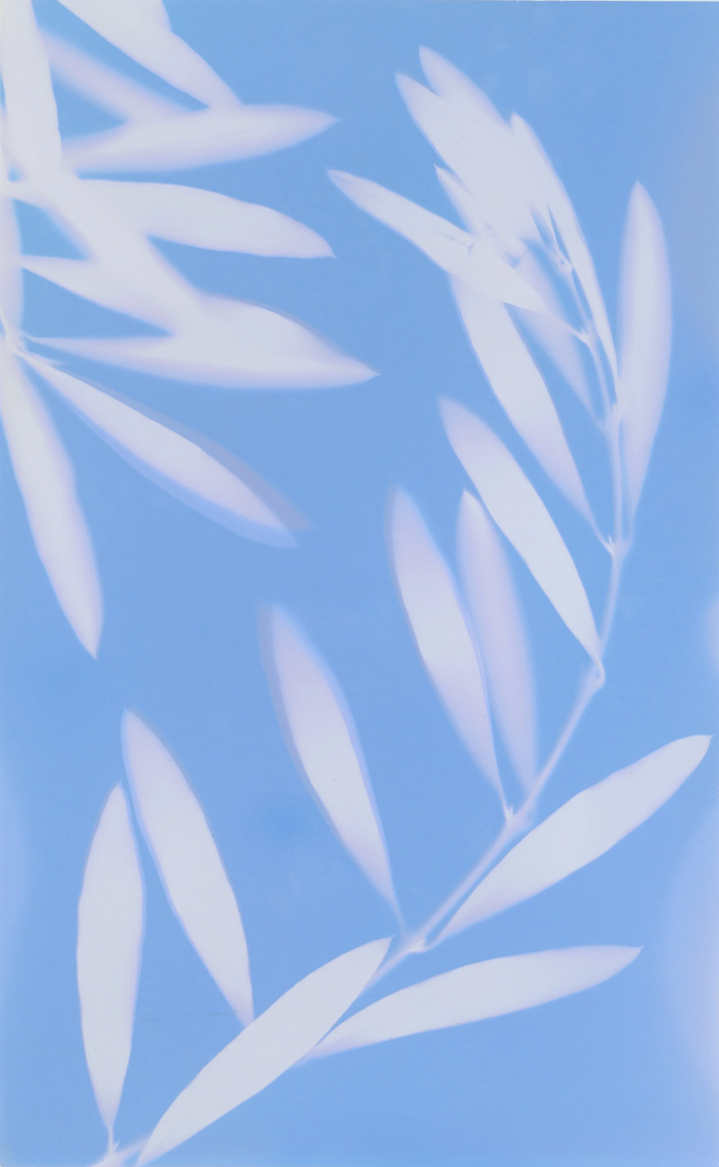 Silhouettes of leaves against a blue sky, with shadows cast that resemble their outlines.