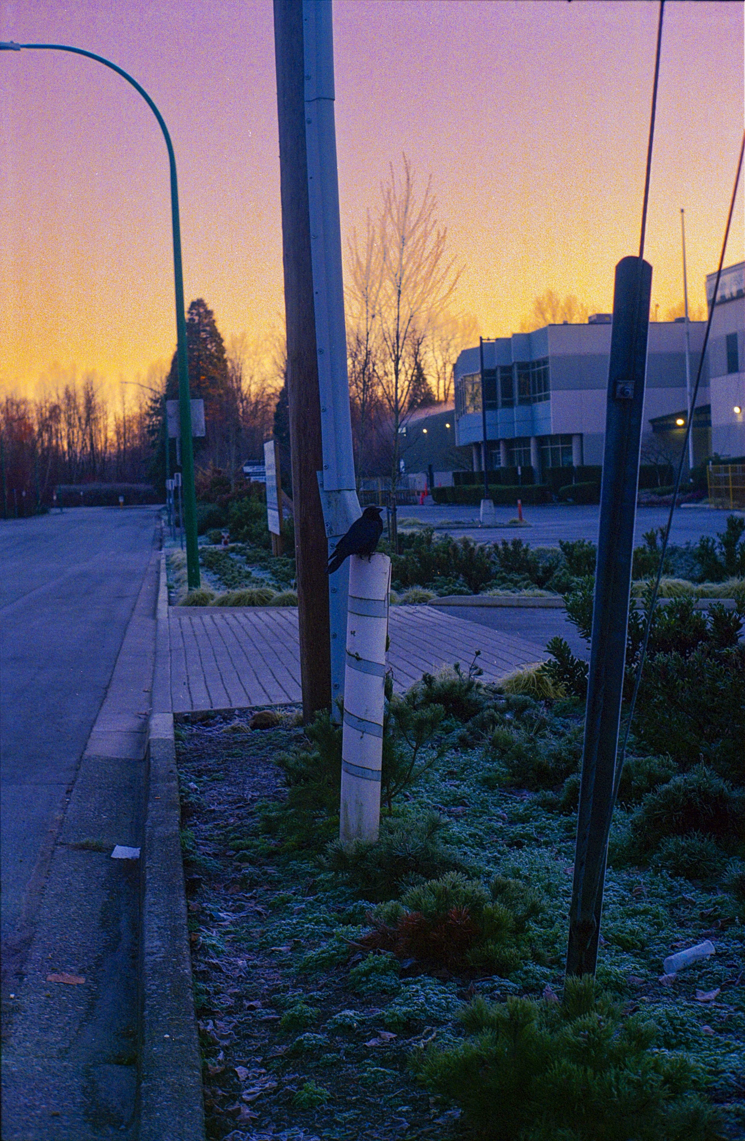 A street scene at dusk with a sidewalk, flower beds, and a modern building in the background. At the center of the image, a crow sits on a pole in front of a colorful sky with shades of pink, orange, and purple.