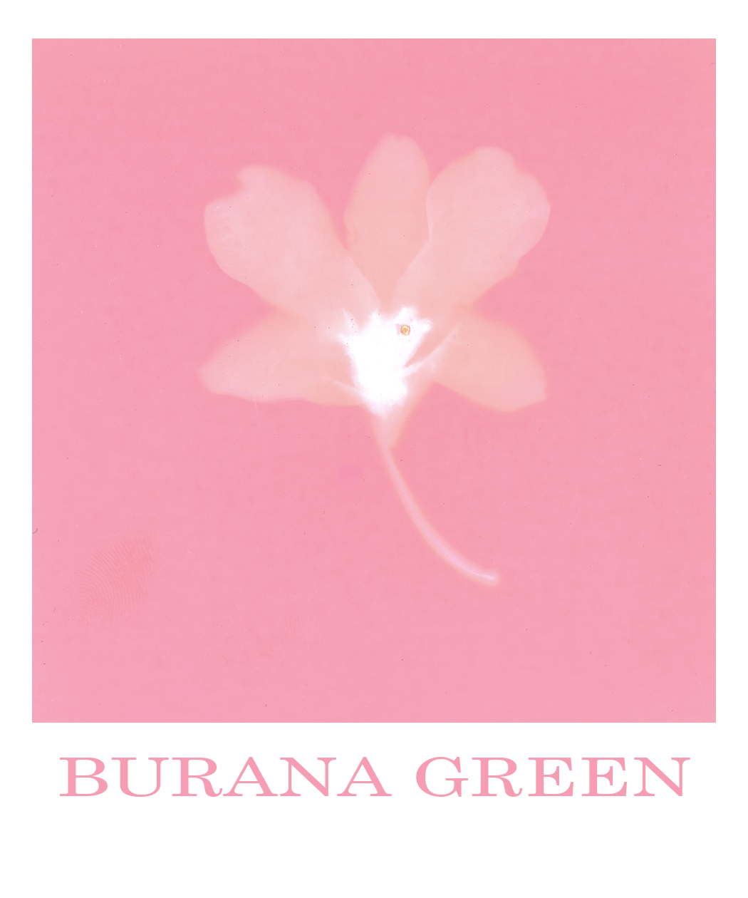 A stylized, lumen print of an orchid with semi-transparent petals in shades of pink, set against a matching background. The text at the bottom reads "BURANA GREEN".