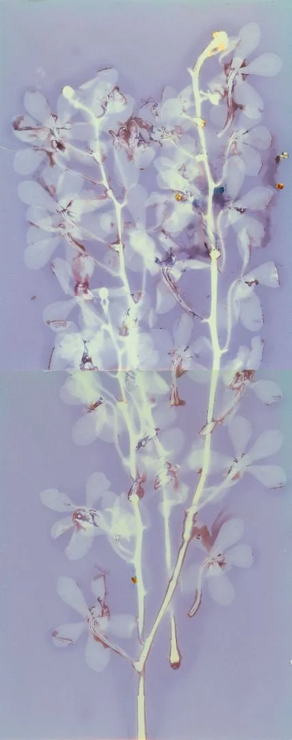 Illustration of a plant with multiple branches and small leaves on a light background.