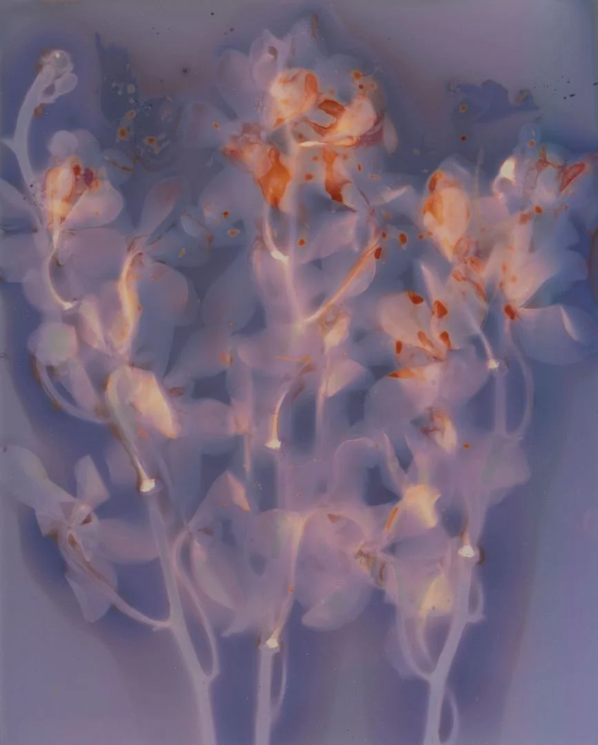 Blurred image of flowers with a pastel color palette, including shades of pink, purple, and orange.
