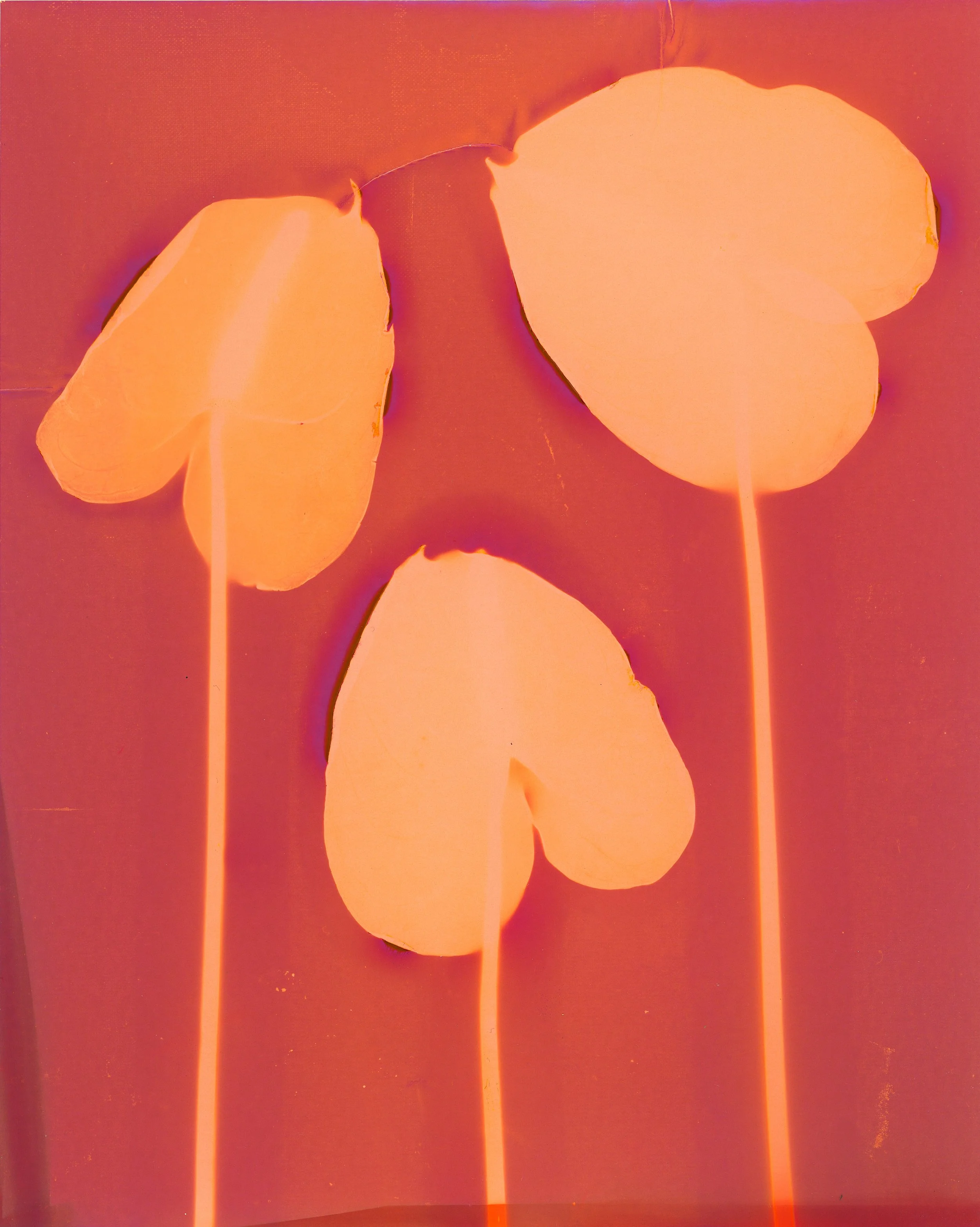 Abstract image featuring overlapping orange, pink, and purple organic shapes with high contrast and saturation.