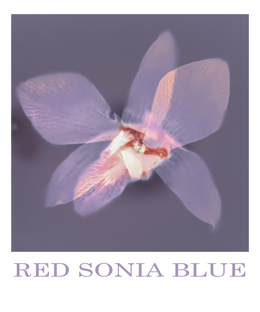 A stylized, lumen print of an orchid with semi-transparent petals in shades of pink and purple, set against a muted purple background. The text at the bottom reads "RED SONIA BLUE".