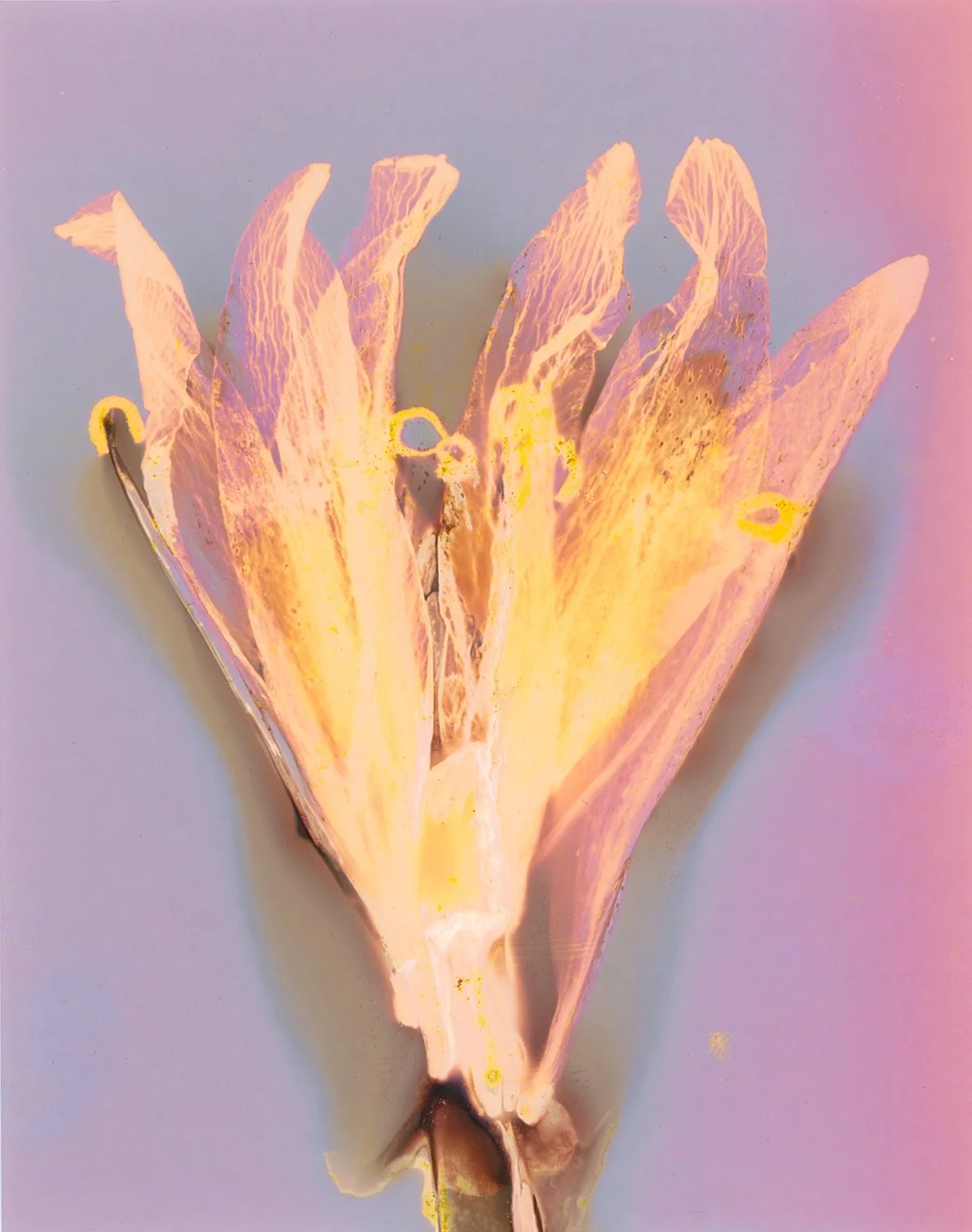 A flower with pink and yellow petals against a light-colored background.