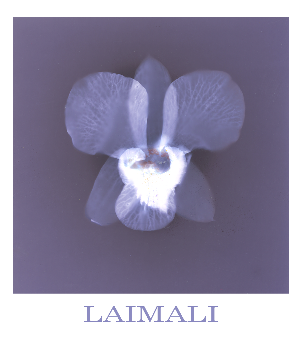 A stylized, lumen print of an orchid with semi-transparent petals in shades of white and purple, set against a muted purple background. The text at the bottom reads "LAIMALI".