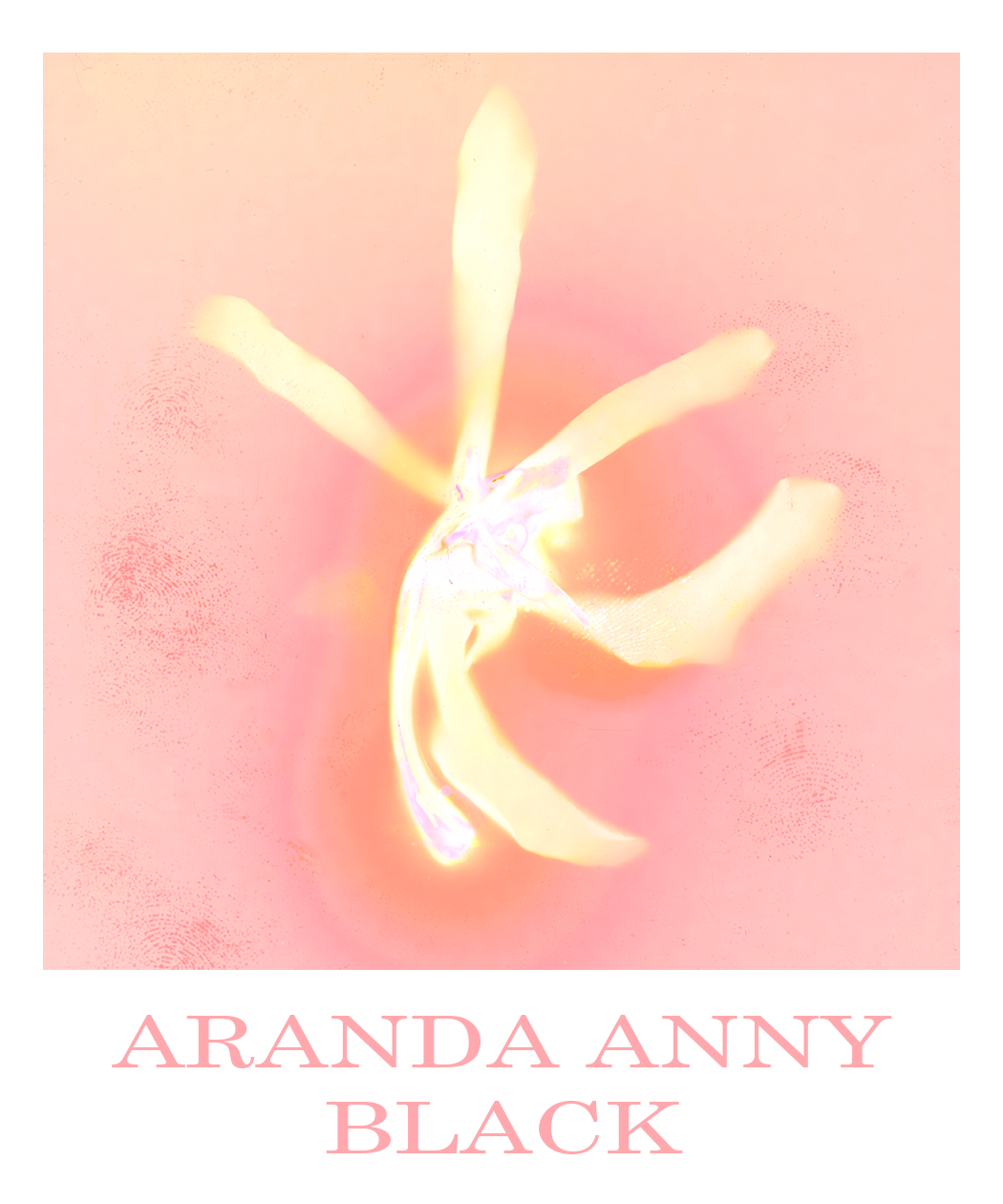A stylized, lumen print of an orchid with semi-transparent petals in shades of pink and orange, set against a muted pink background. The text at the bottom reads "ARANDA ANNY BLACK".