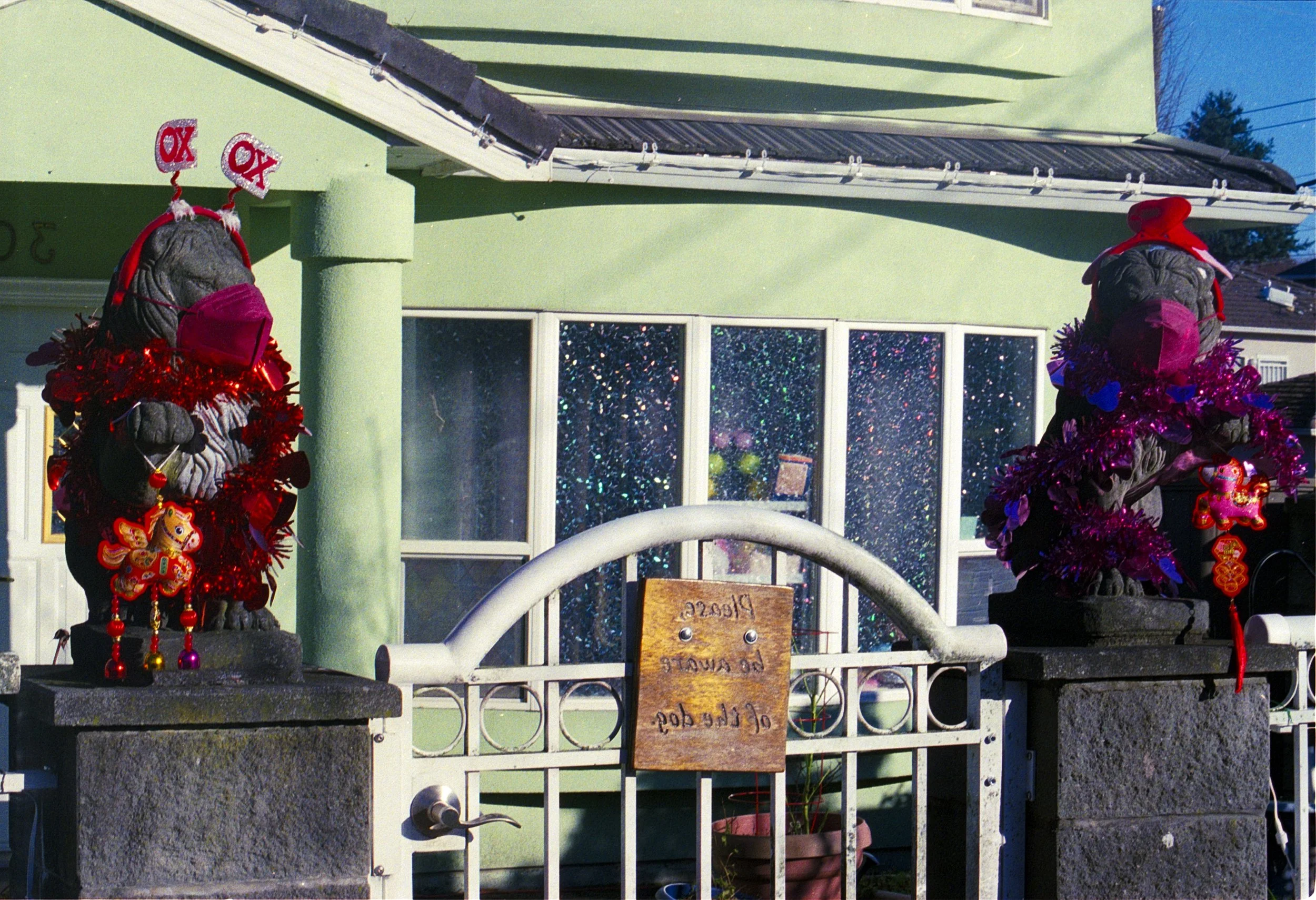 Two black stone lion gate statues dressed in Christmas hats and red tinsel, decorated with ornaments, on front of a green house entrance with a white gate and a wooden sign, under a clear blue sky.