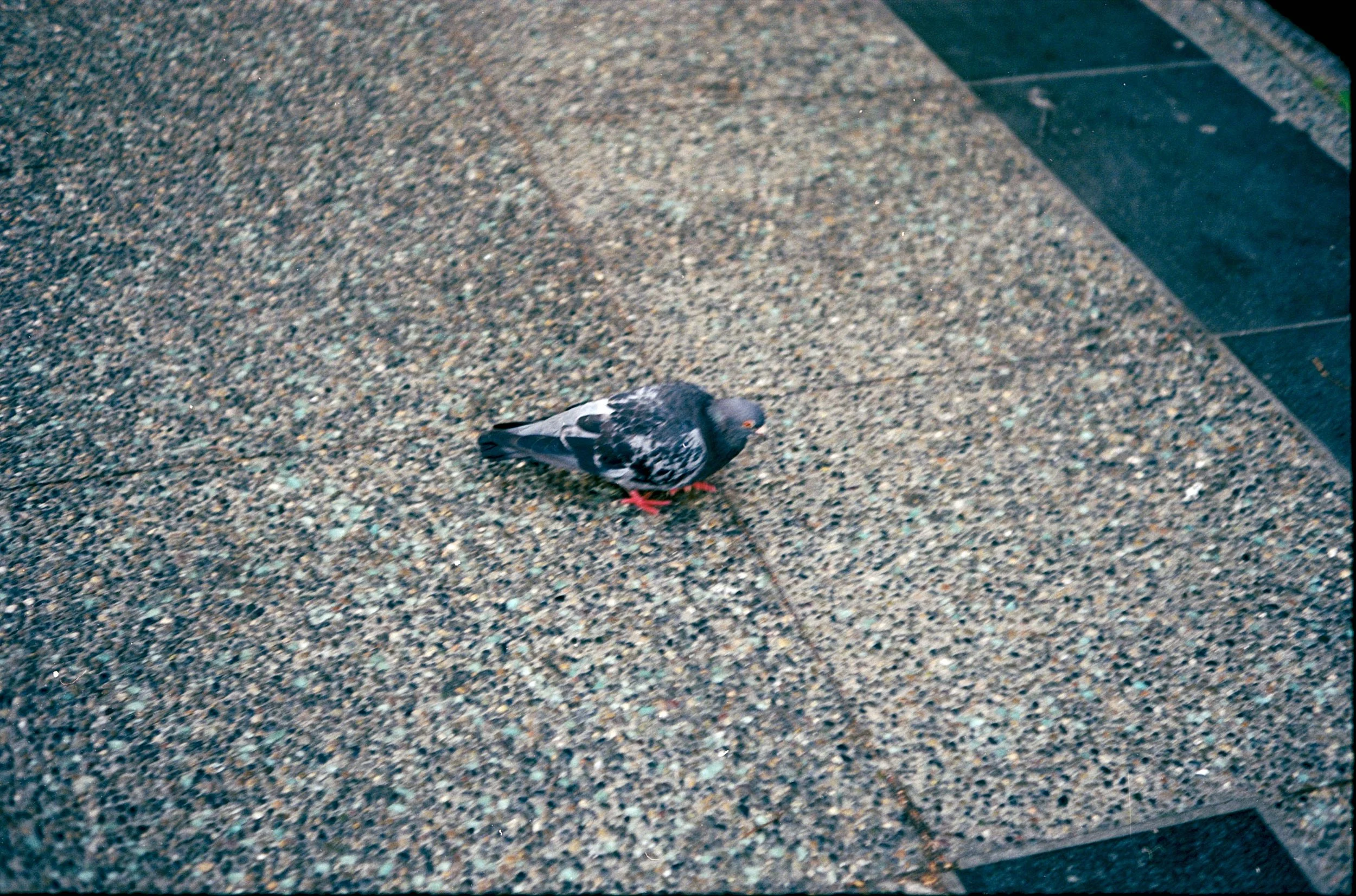 A pigeon standing on a speckled concrete sidewalk near a dark tiled area.