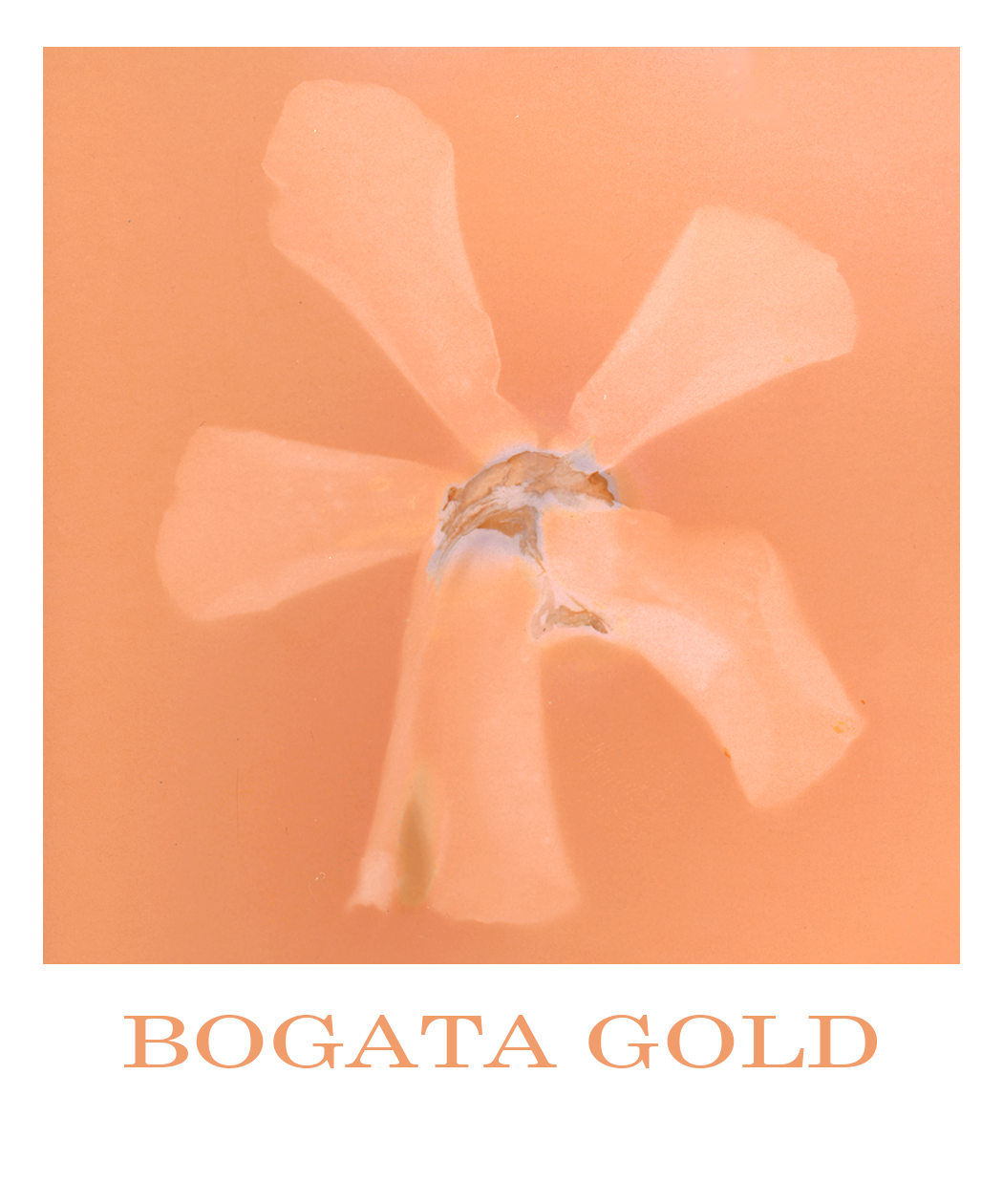 A stylized, lumen print of an orchid with semi-transparent petals in shades of orange, set against a matching background. The text at the bottom reads "BOGATA GOLD".