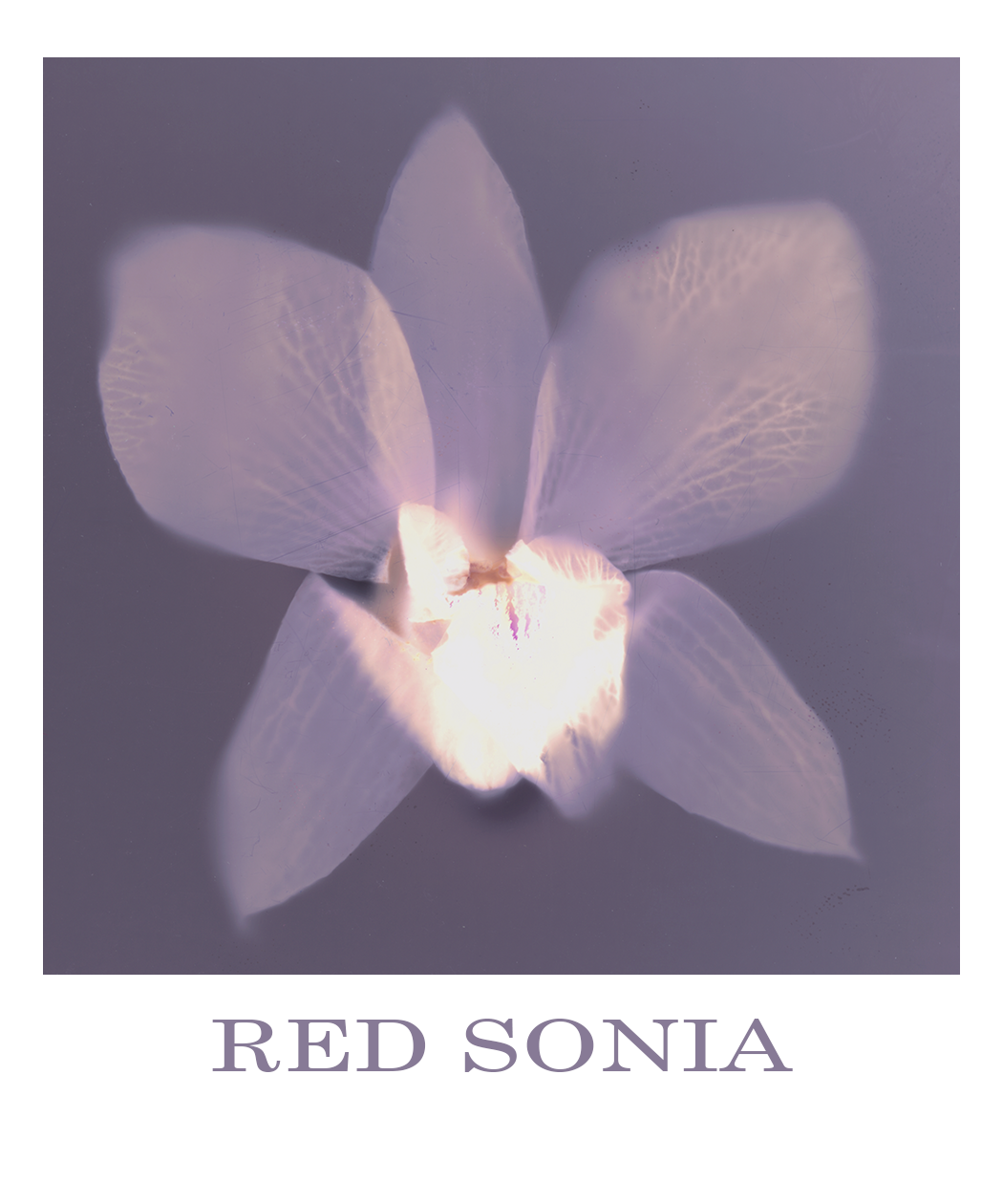 A stylized, lumen print of an orchid with semi-transparent petals in shades of pink and purple, set against a muted purple background. The text at the bottom reads "RED SONIA".
