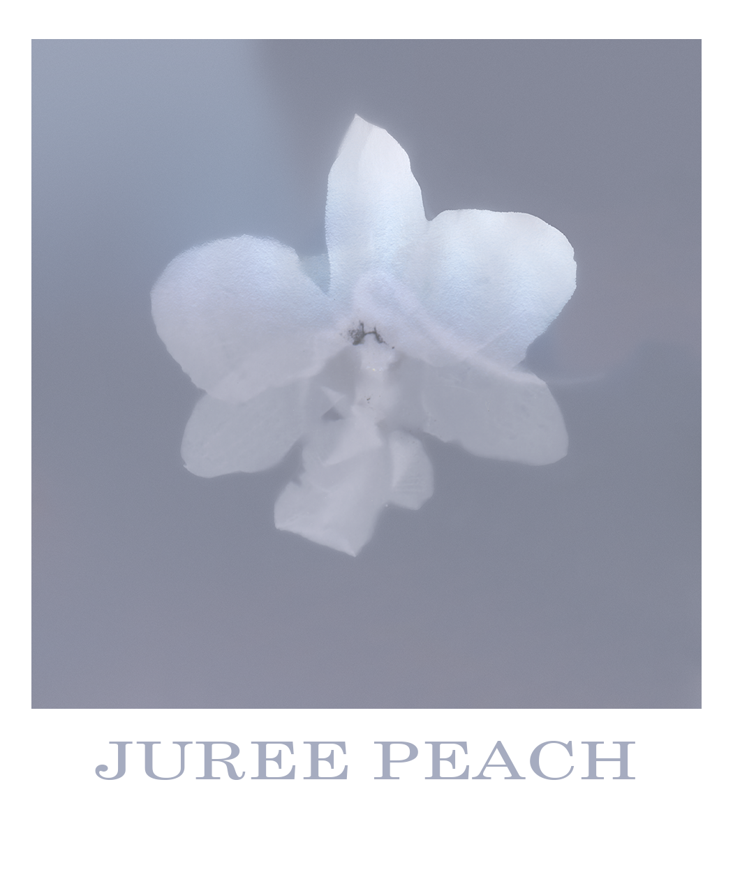 A stylized, lumen print of an orchid with semi-transparent petals in shades of white and grey, set against a muted grey background. The text at the bottom reads "JUREE PEACH".