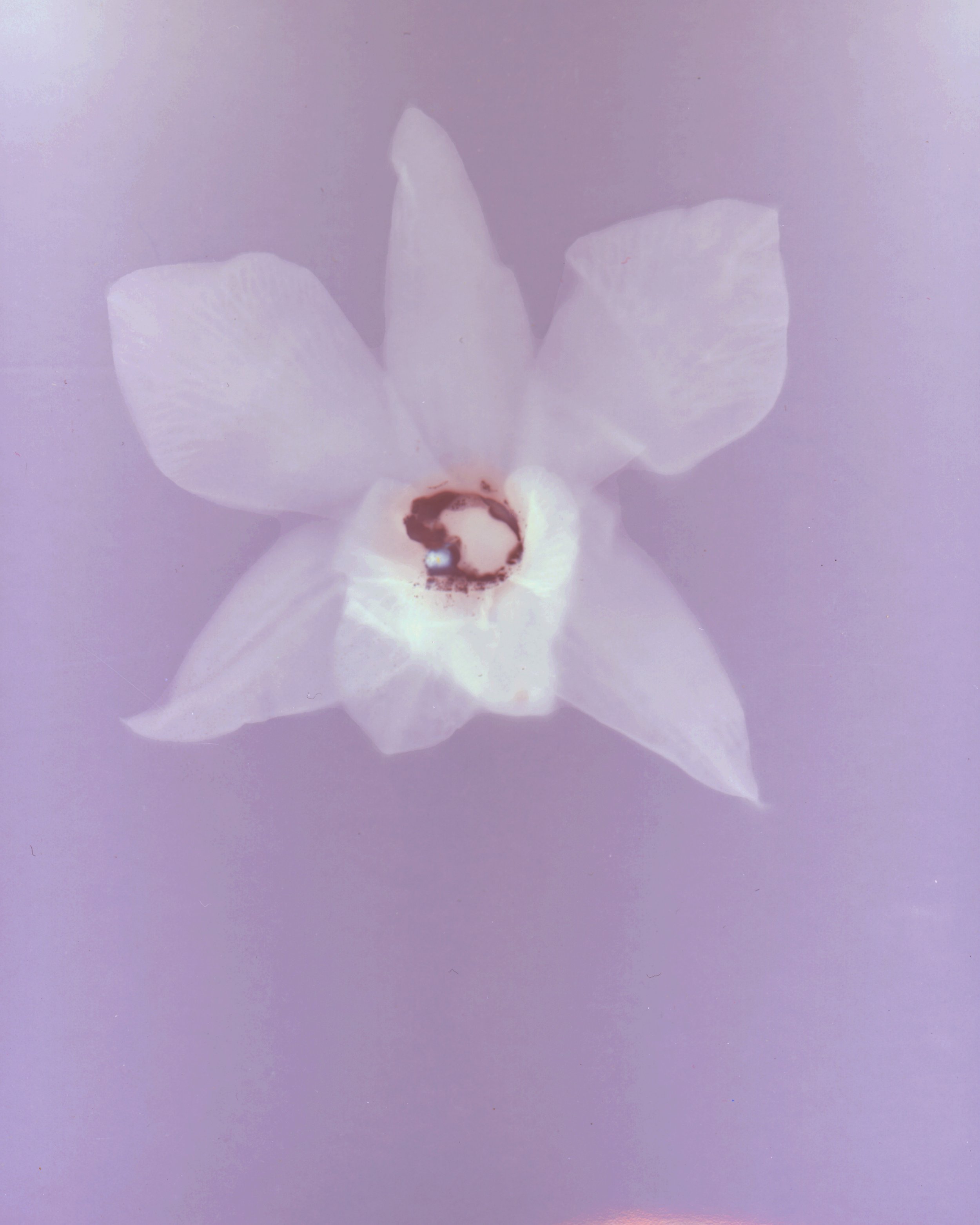 A white orchid flower with five petals and a dark centermost part, set against a soft purple background.