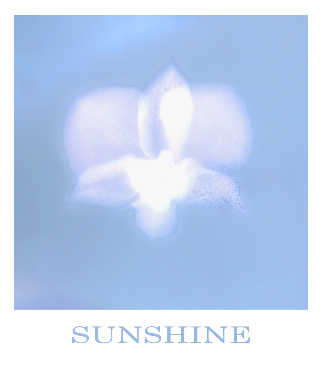 A stylized, lumen print of an orchid with semi-transparent petals in shades of white and blue, set against a blue background. The text at the bottom reads "SUNSHINE".