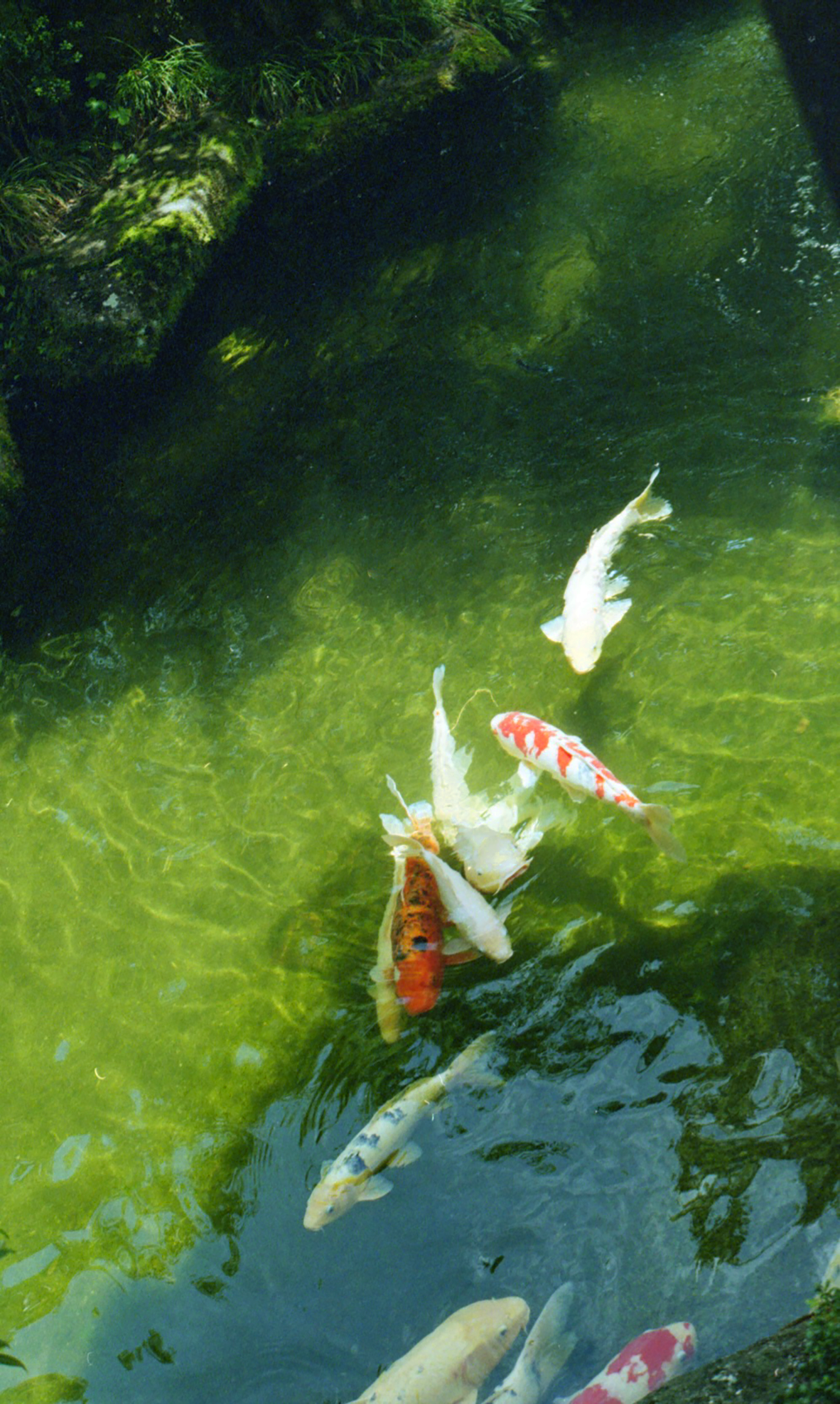 Colorful koi fish swimming in a pond with greenish water and surrounding vegetation.