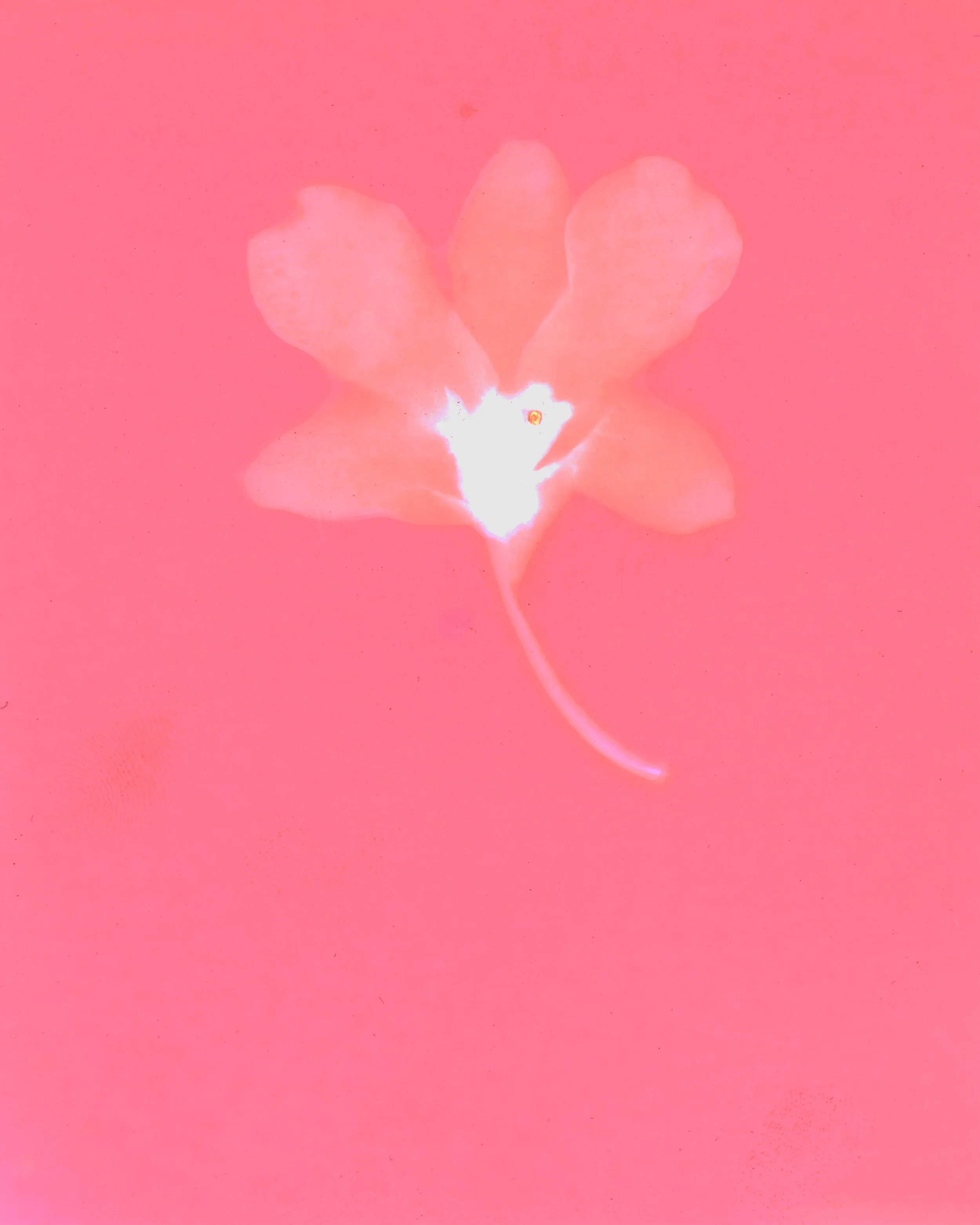 Close-up of a pink flower with five petals on a pink background.