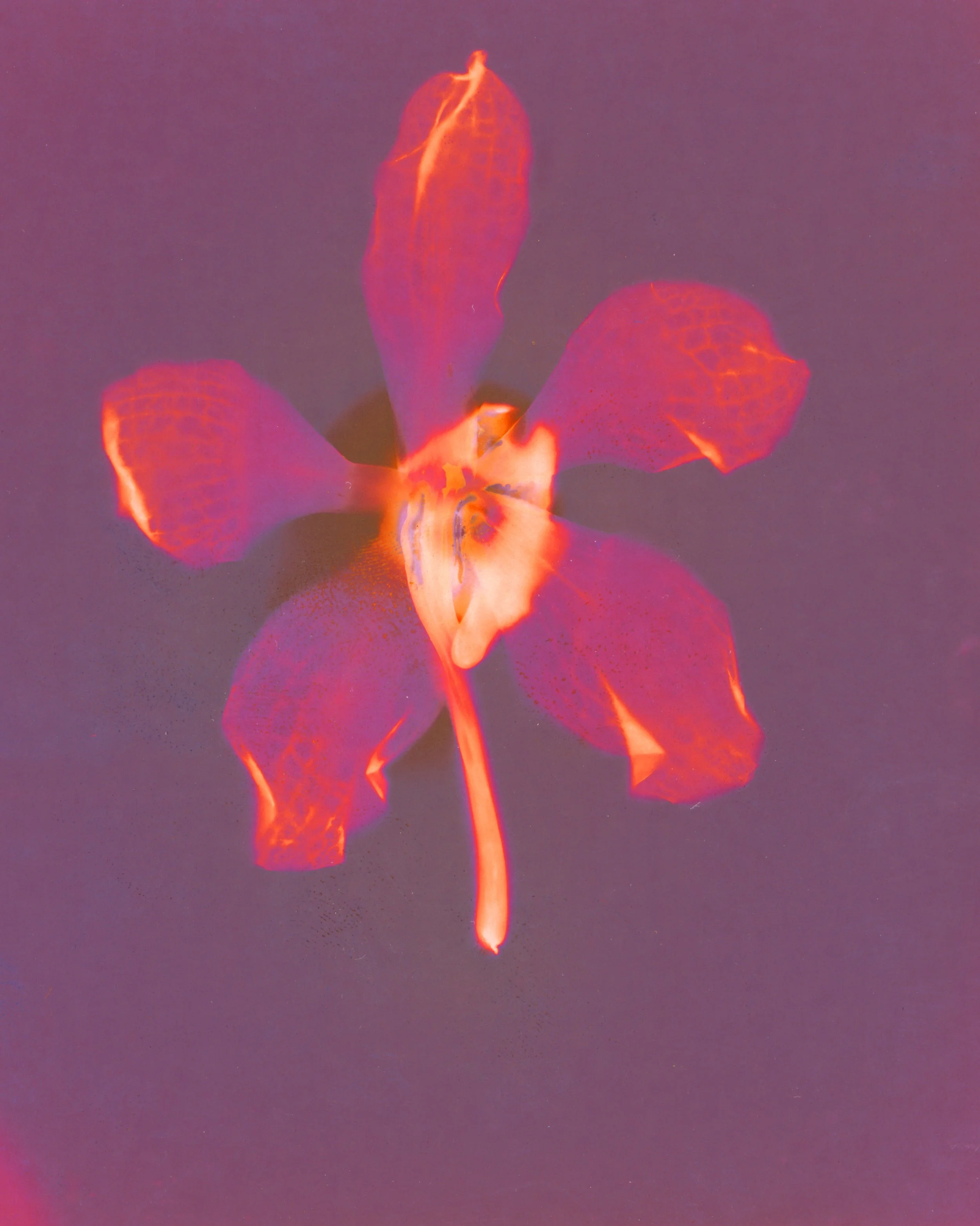 Near-infrared fluorescence image of a flower with three petals, highlighting the blood vessels and internal structures.