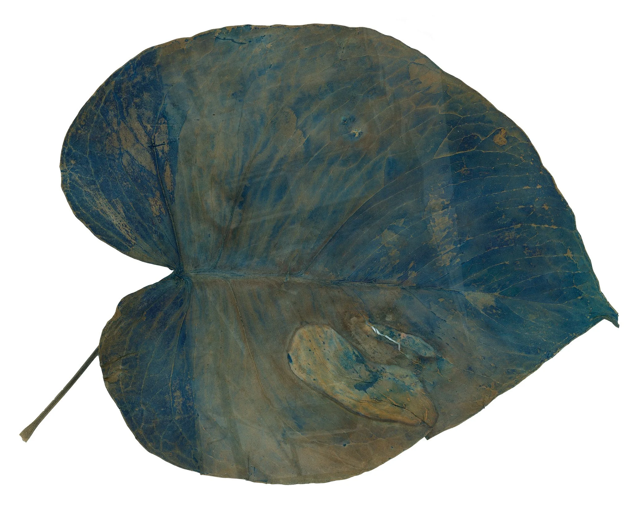 monstera.jpg