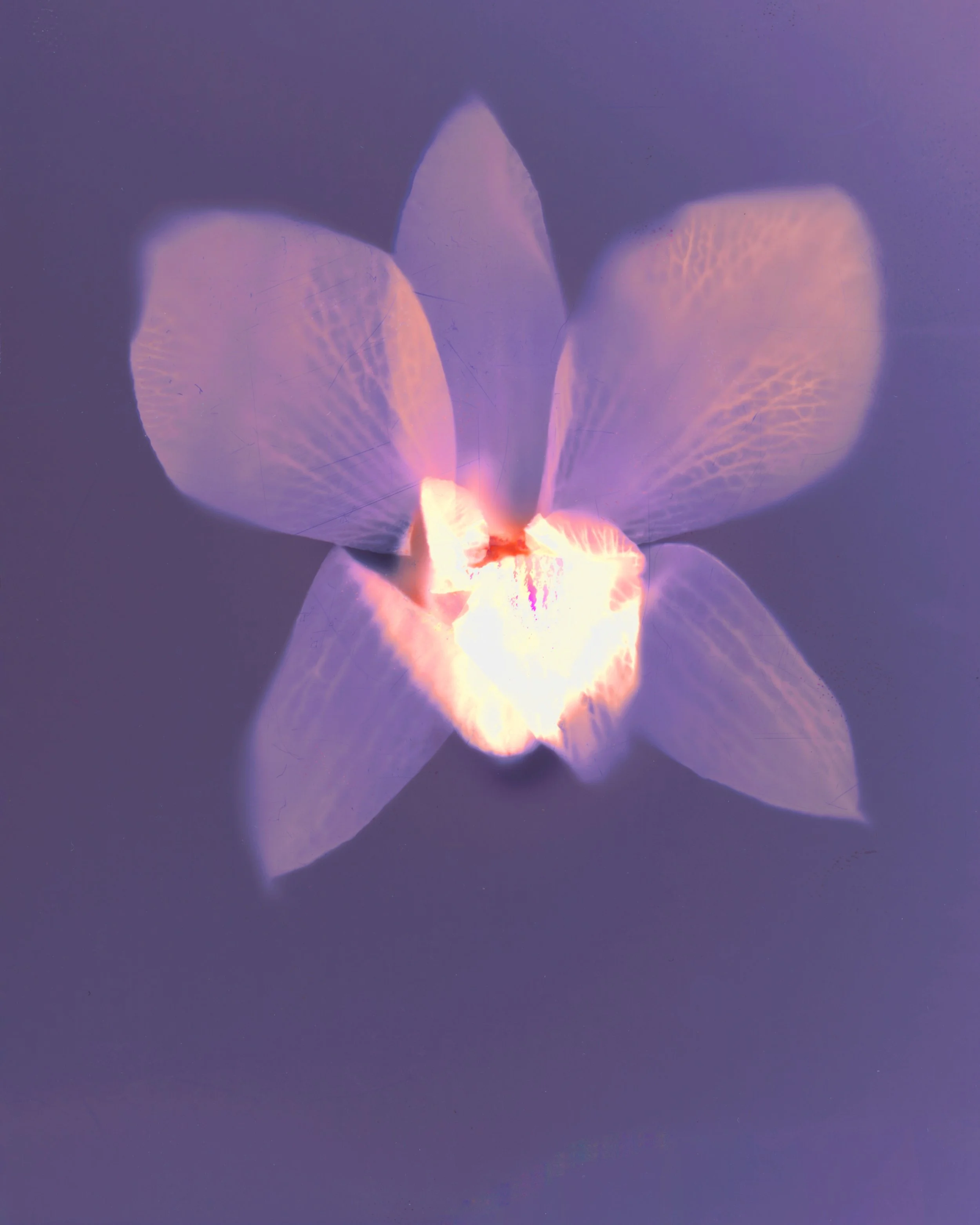 A close-up of a purple and white orchid flower with illuminated petals against a dark background.
