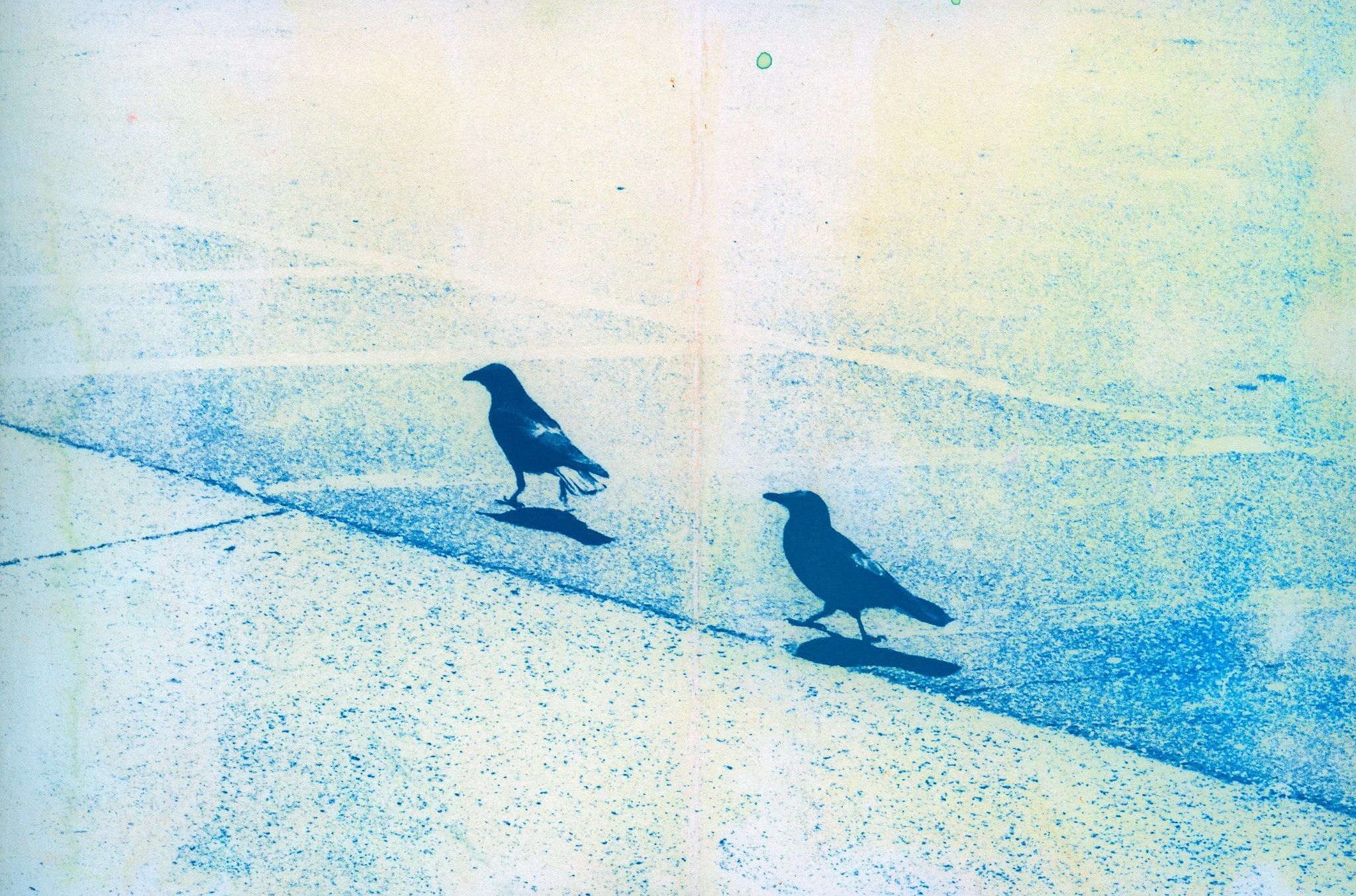 crows 1.jpg