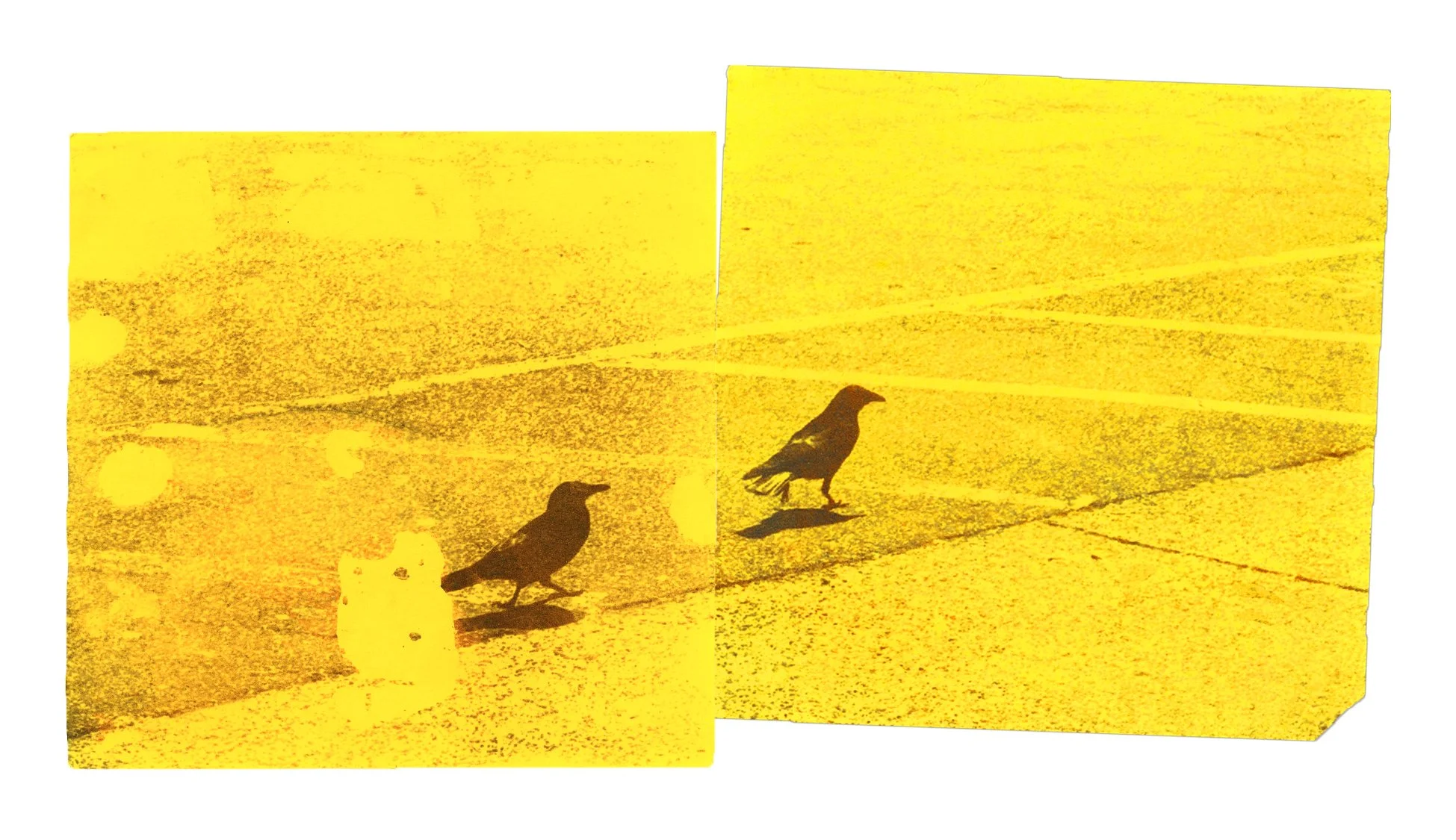 post-it crow.jpg