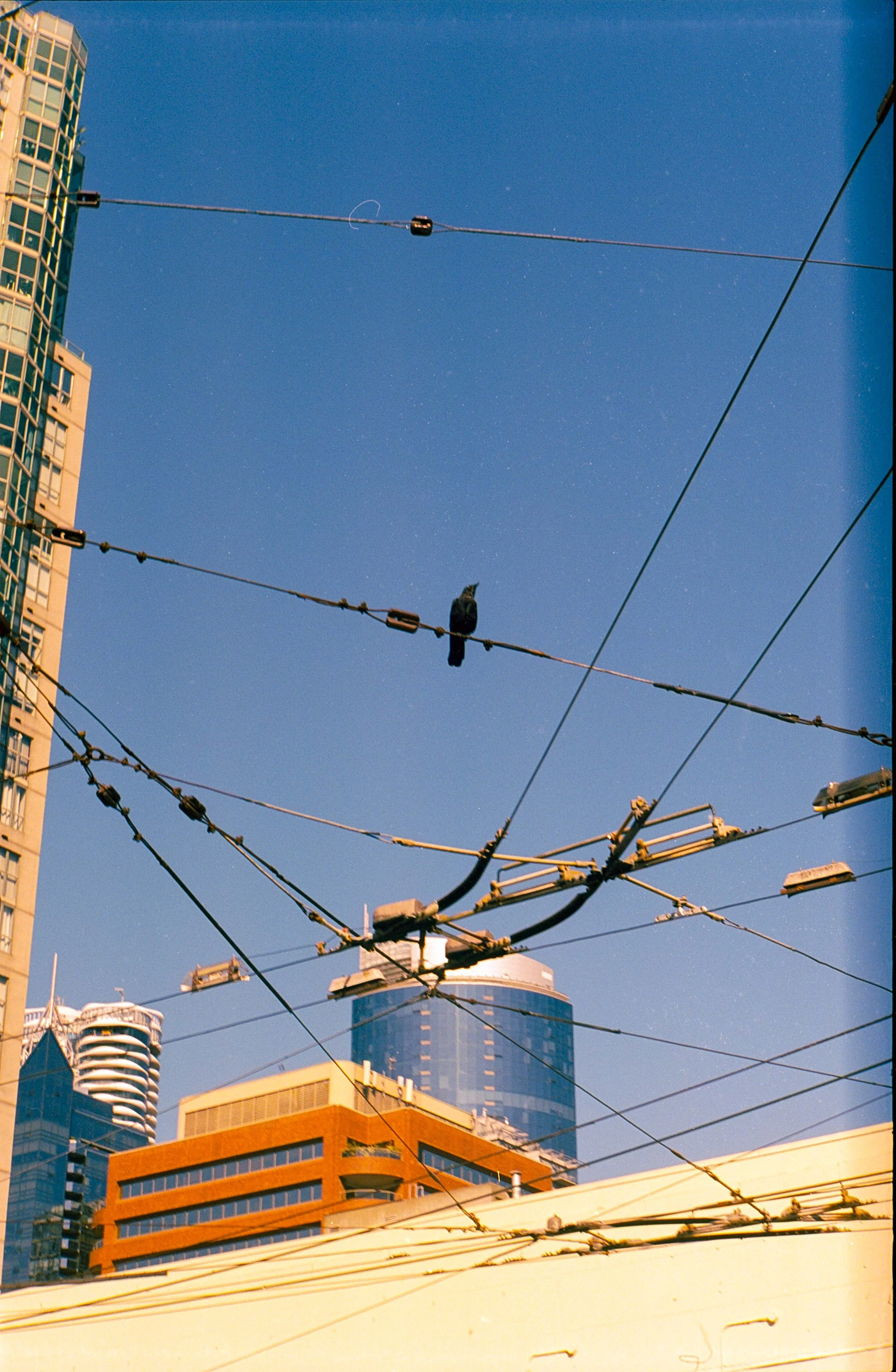 A sunny cityscape featuring tall buildings with modern glass facades and a crow resting on a network of electrical wires overhead.