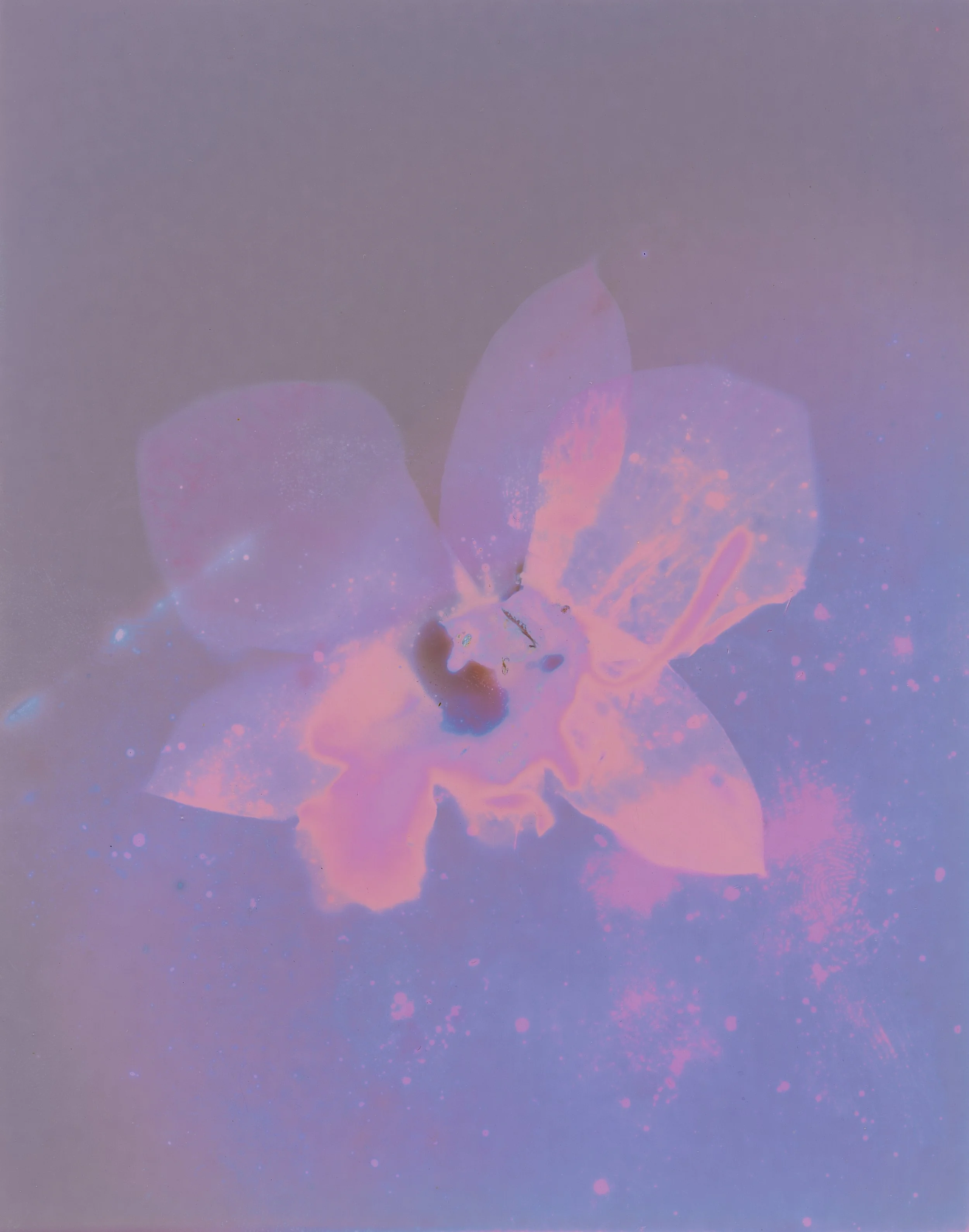 A butterfly with translucent wings displaying pink, purple, and orange colors, set against a muted, pastel background with scattered light spots.