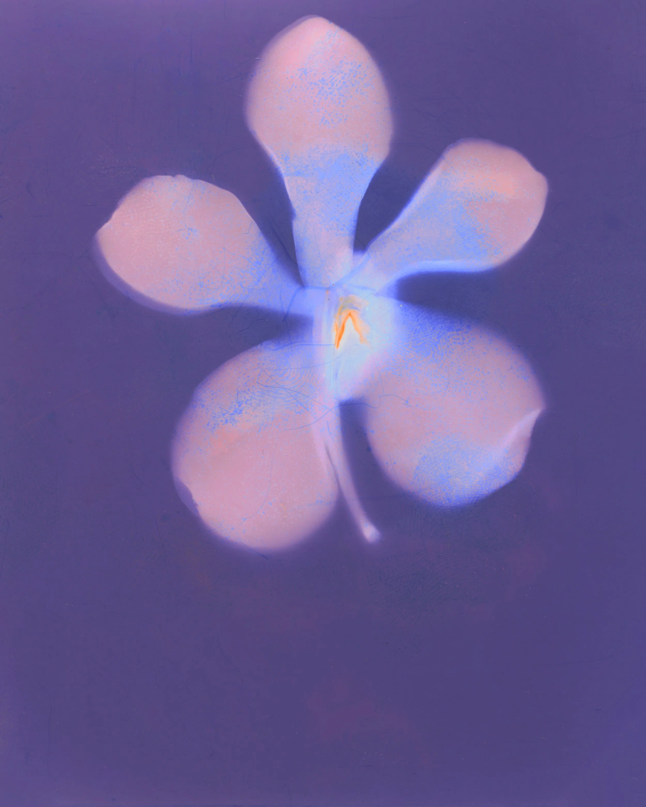 A close-up image of a white flower with three petals against a purple background.