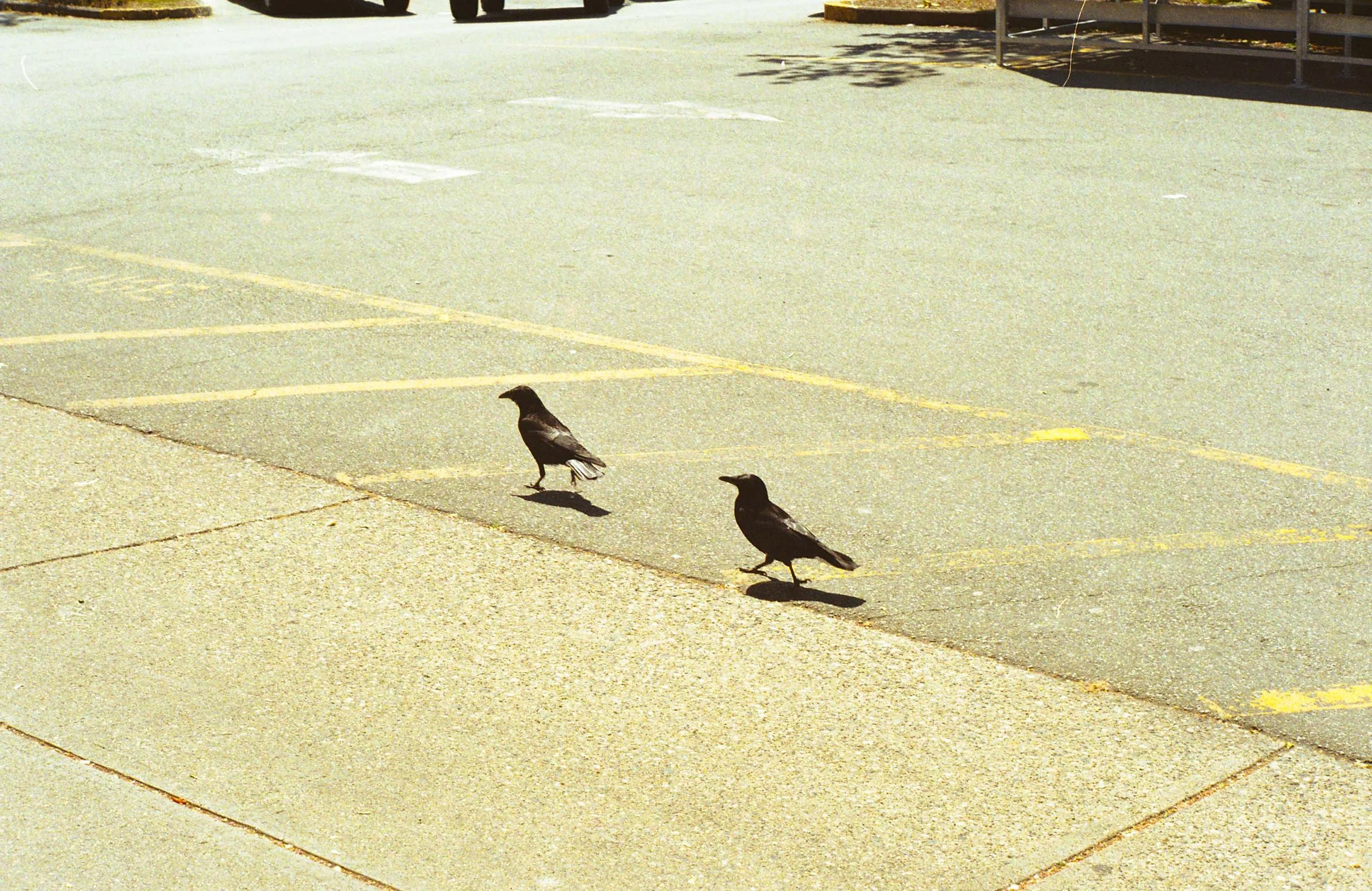 Two crows walking on an empty paved parking lot with yellow parking space lines.
