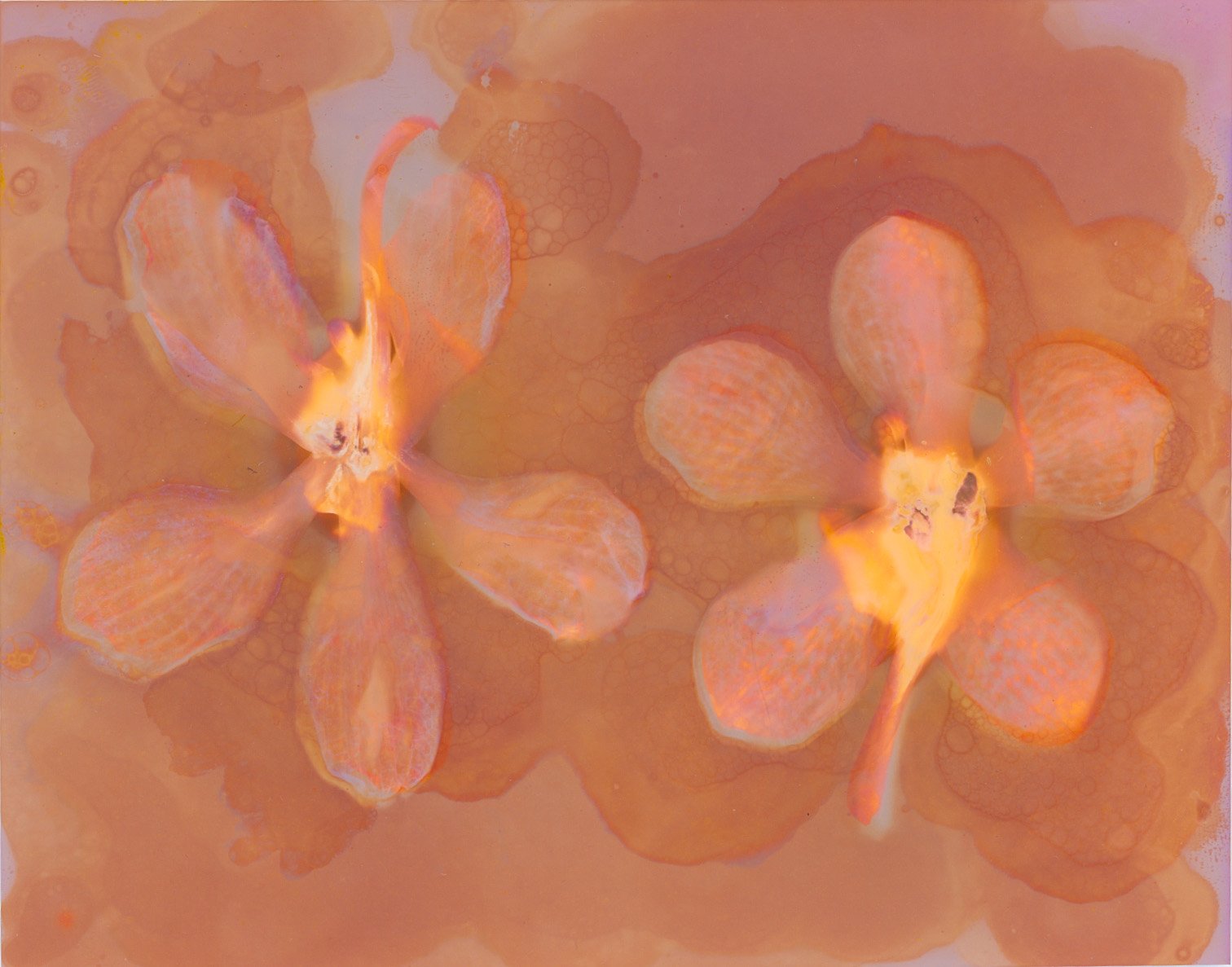 Abstract image of pink and orange flowers with a soft, watercolor effect.