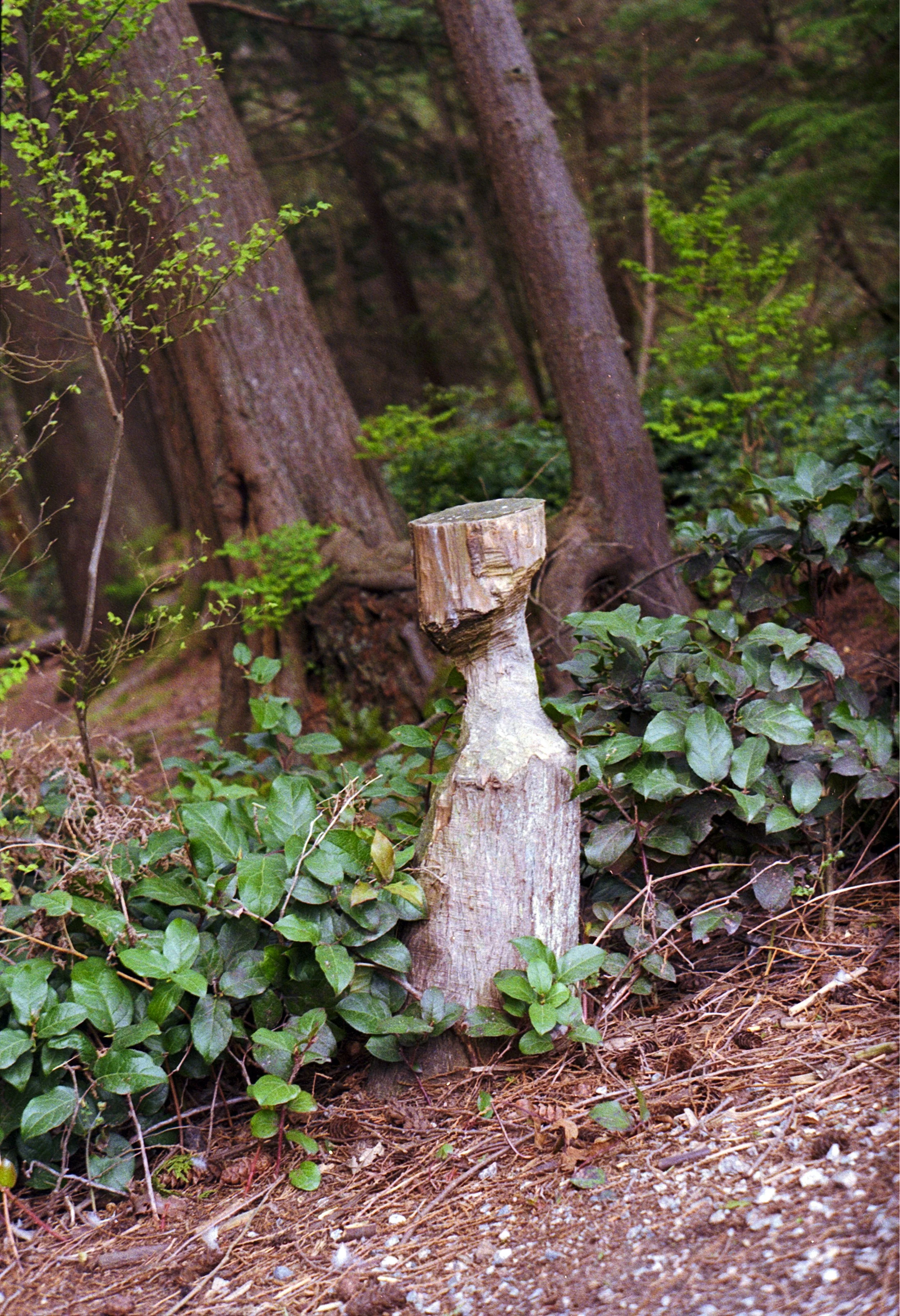 A close-up of a tree stump carved by beavers surrounded by green ivy and small plants in a forest.