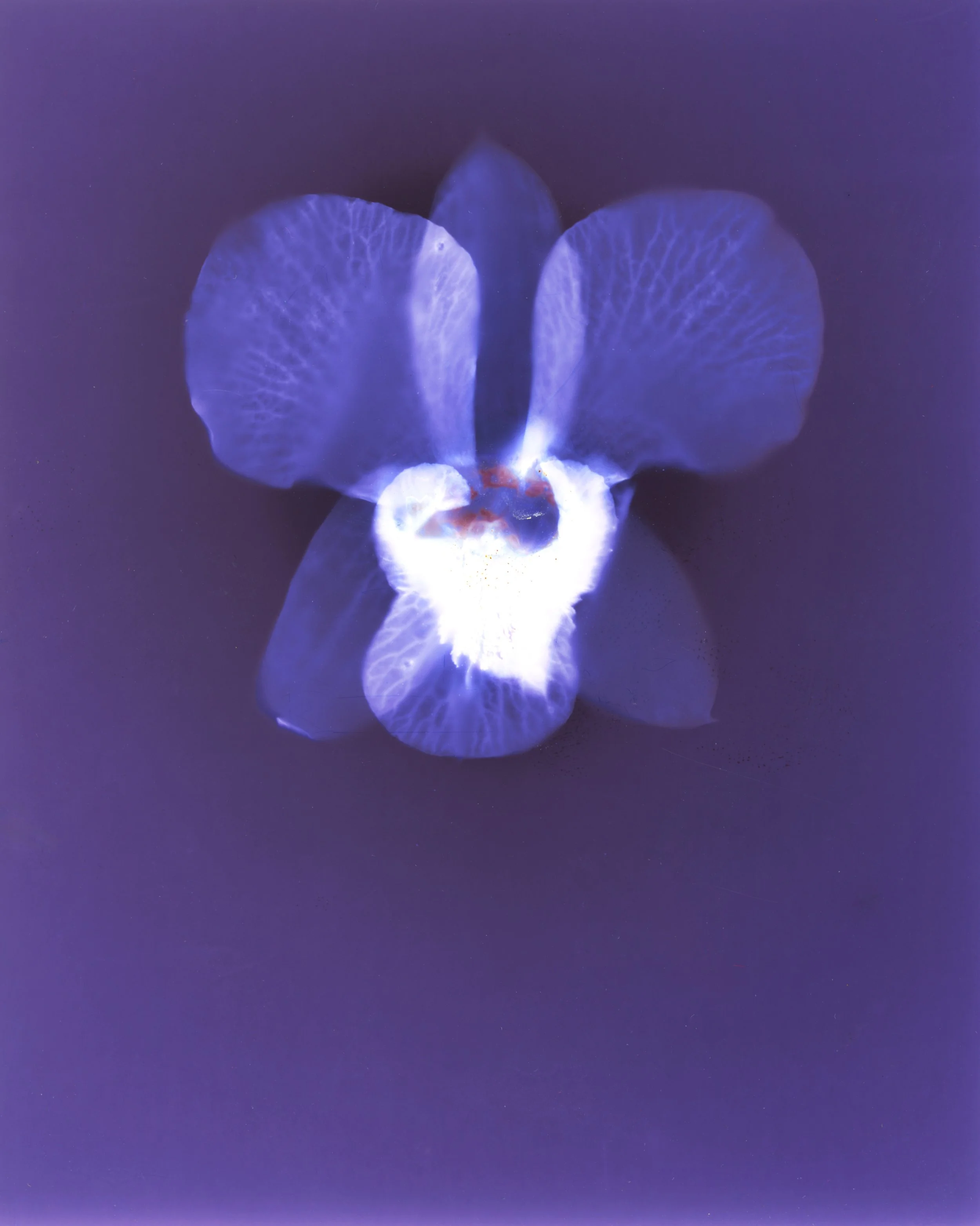 Close-up of a blue orchid flower with intricate veining, against a dark purple background.