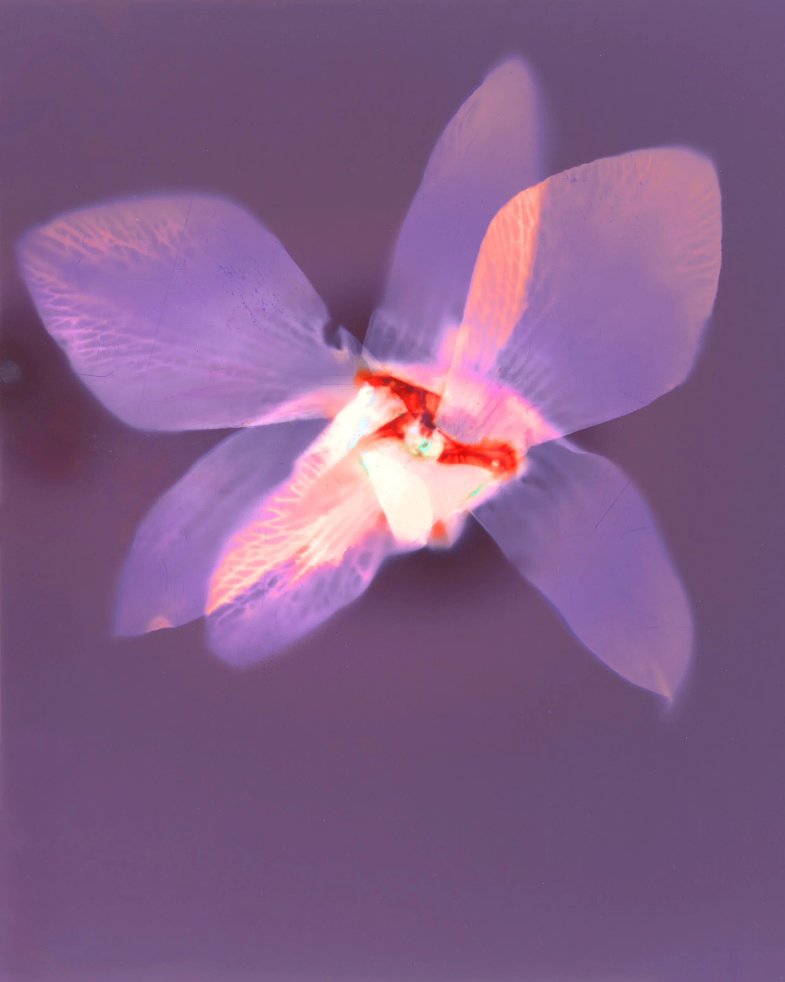 Close-up of delicate, semi-transparent flower petals with lit edges, set against a soft purple background.