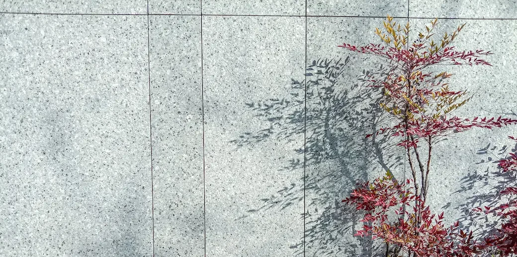 Small red and yellow-leaved plant shadowed on a grey concrete wall.