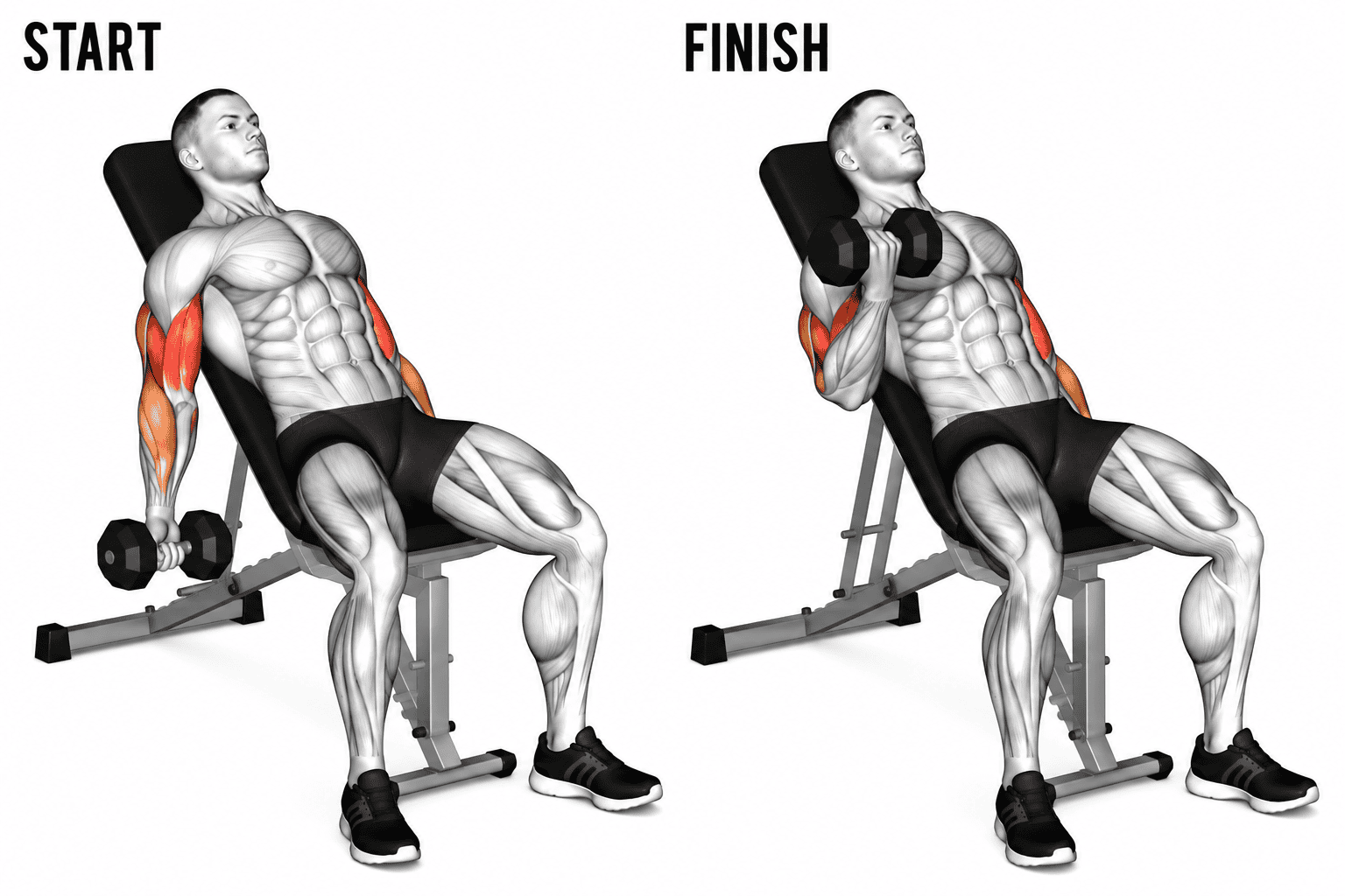 Diagram of a man performing an incline alternate dumbbell curl, starting with arms extended and ending with arms bent, highlighting the biceps, arm, and shoulder and forearms muscles in orange.