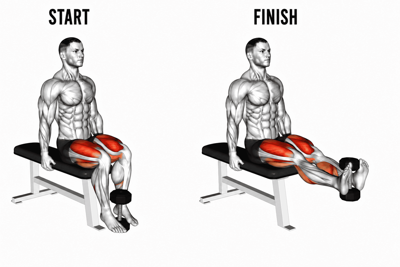 Illustration of a man performing a dumbbell leg extension exercise, showing start and finish positions. The image highlights the leg muscles engaged during the movement.