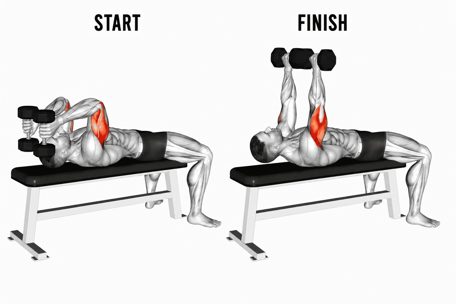An illustration showing a dumbbell skull crusher for triceps . The start position shows a person lying on a bench, holding dumbbells at chest level. The finish position shows the person pressing the dumbbells upward with arms extended. .