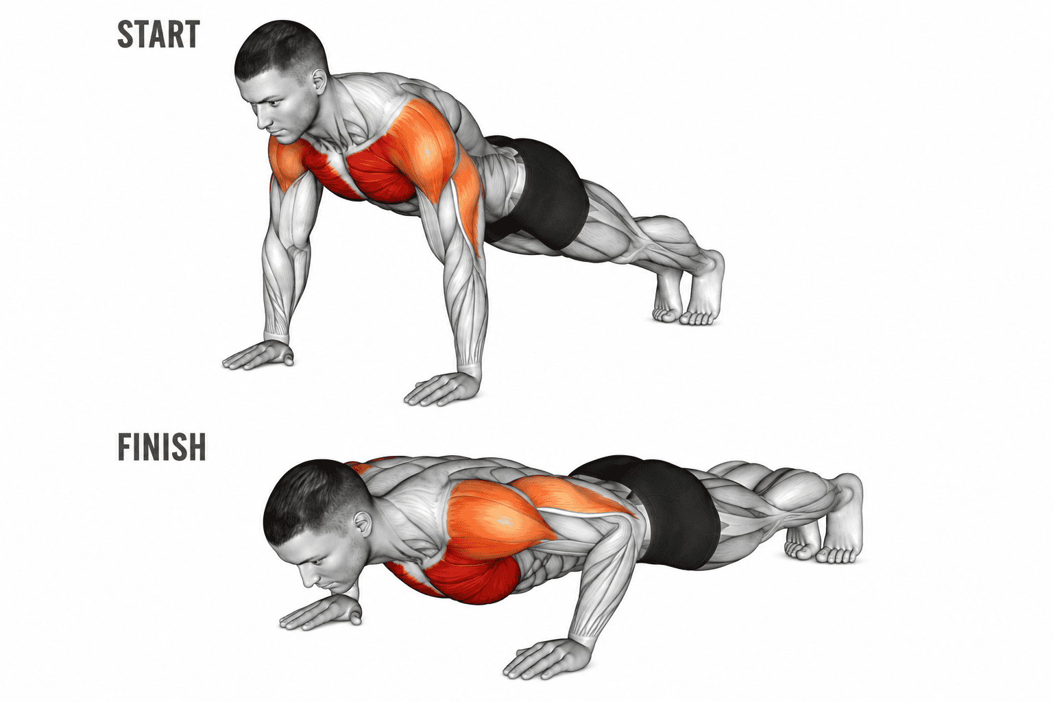 Diagram of a person doing a push-up, showing starting and finishing positions. Muscles highlighted include the chest, shoulders, and triceps.
