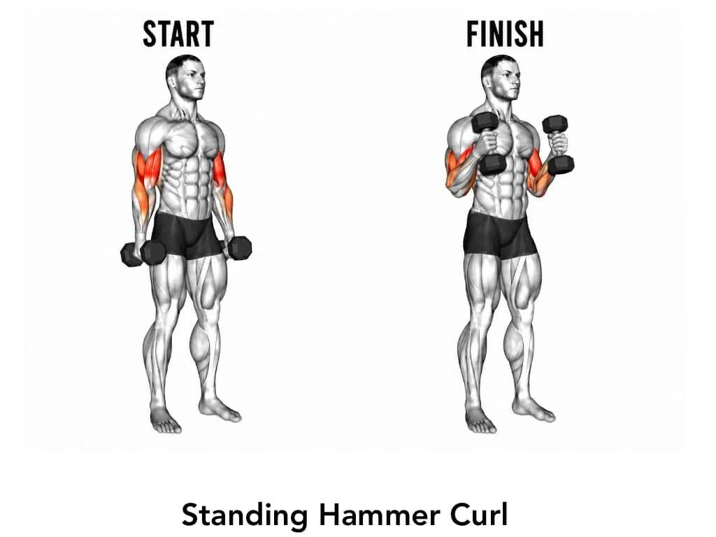 Illustration of a man performing a standing hammer curl exercise with dumbbells, showing the starting position on the left and the finishing position on the right, highlighting arm muscles.