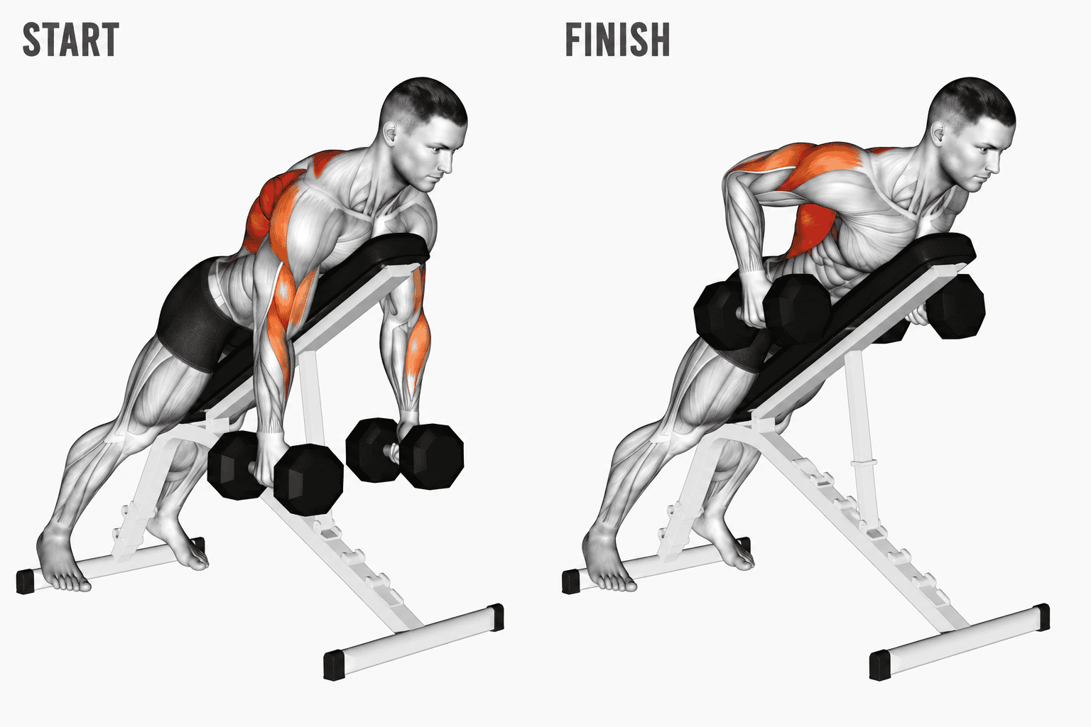 Diagram of a man performing a chest supported dumbbell row in an incline bench, with the start and finish positions labeled, highlighting the chest, shoulder, arm, and back muscles engaged.