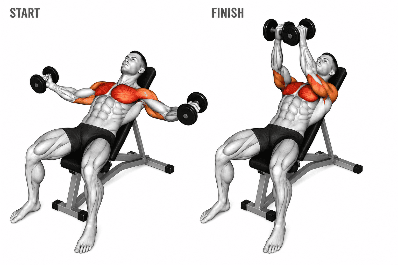 Illustration of a man performing an incline dumbbell bench press exercise, starting with arms outstretched holding dumbbells, and ending with dumbbells raised above chest, highlighting chest, shoulder, and arm muscles.