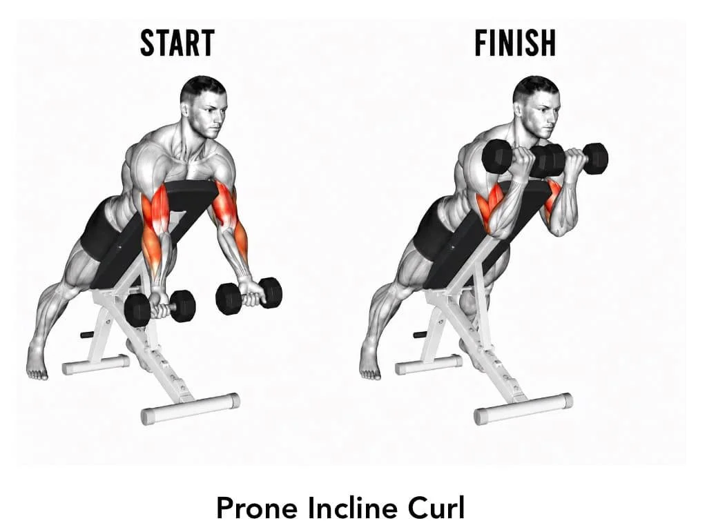 Illustration showing a man performing a prone incline curl with dumbbells, starting with arms extended downward and curling upward, highlighting the arm muscles engaged during the exercise.
