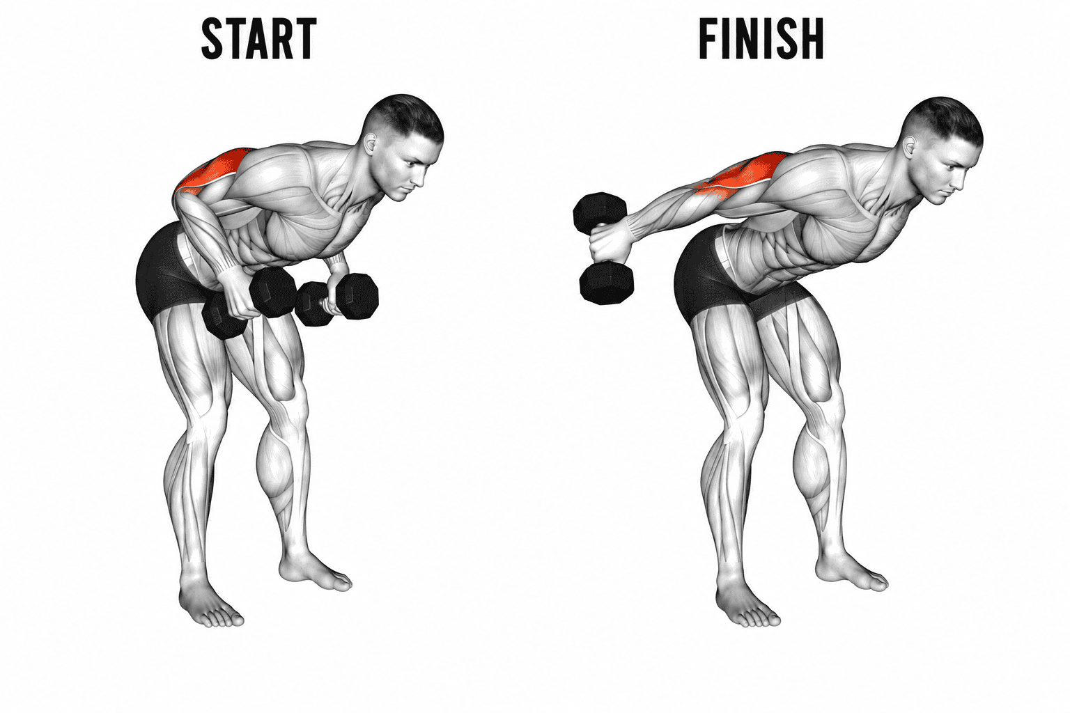 An anatomical illustration of a man performing dumbbell kickback exercise, with the starting position on the left and the finishing position on the right, highlighting the shoulder muscles in red.
