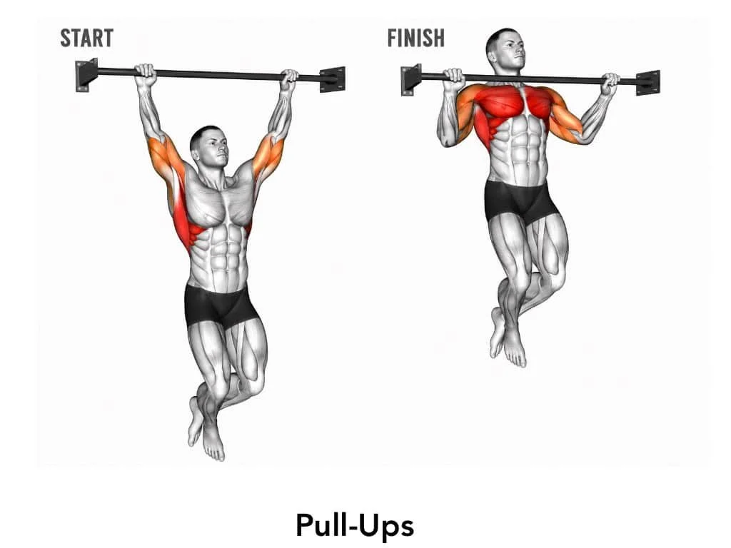 Illustration showing the proper form for pull-ups, with labeled start and finish positions. Muscles worked are highlighted in red, including the biceps, chest, and back muscles.