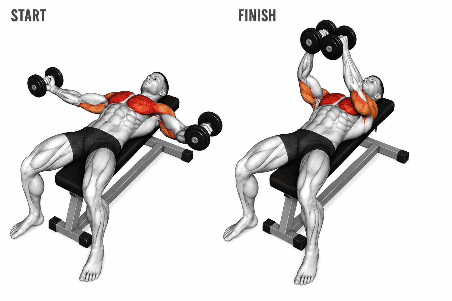 Illustration of a man performing a dumbbell bench press exercise on a workout bench, starting position on the left and finishing position on the right, with muscle groups highlighted in red.